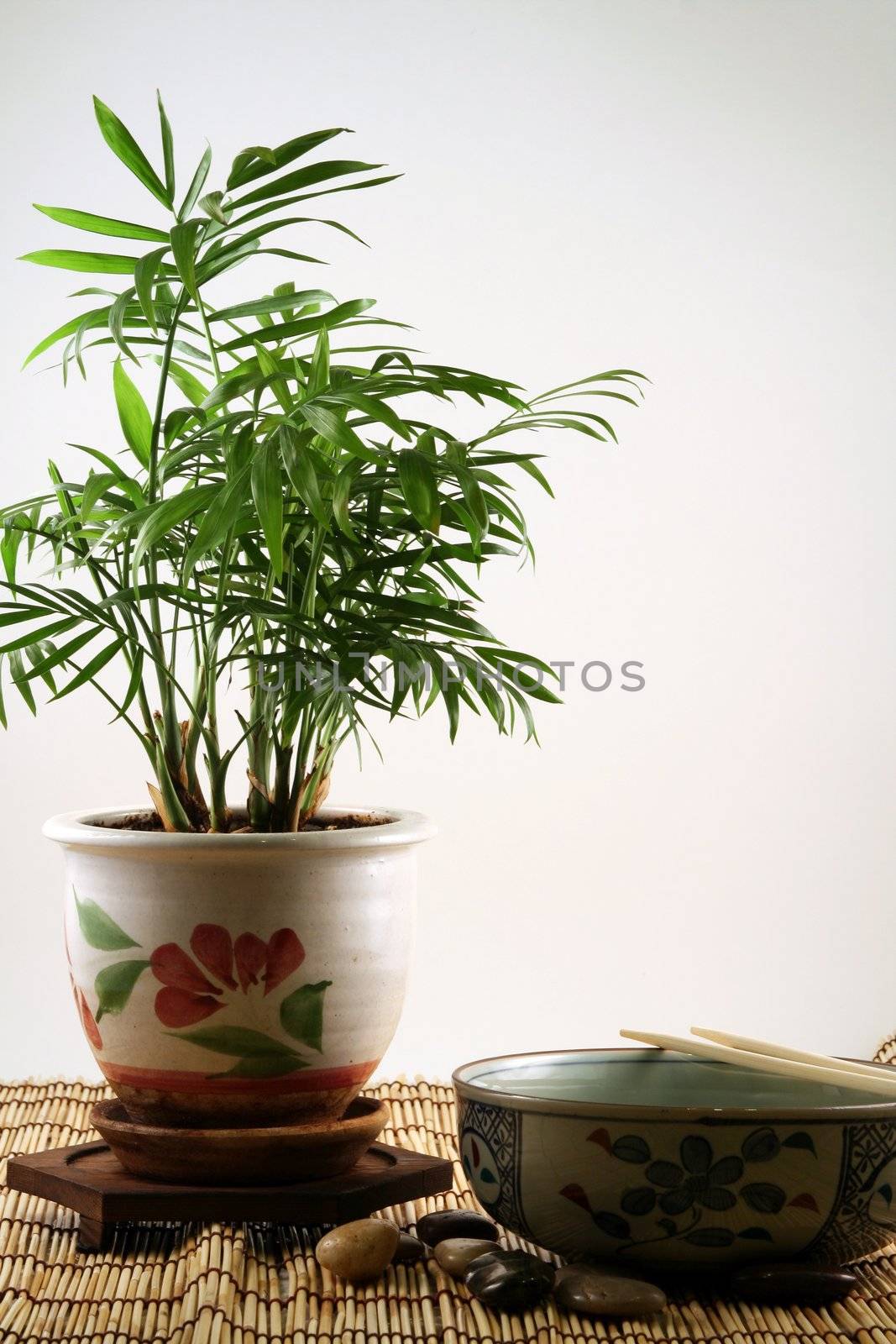 A bowl and a palm tree in Zen-like environment