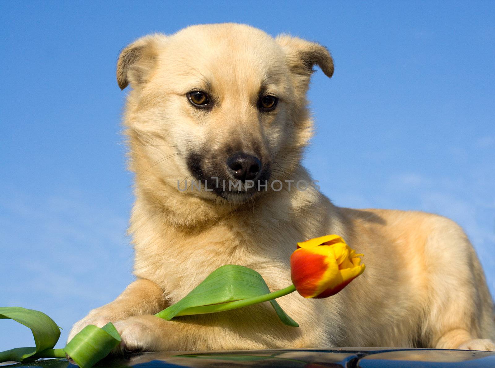 close-up puppy dog  take tulip in forefoots against blue sky background