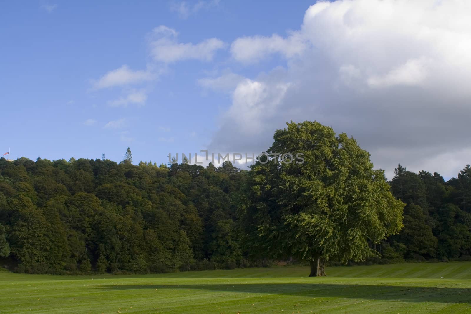 A large tree, isolate,  on a nice green park.