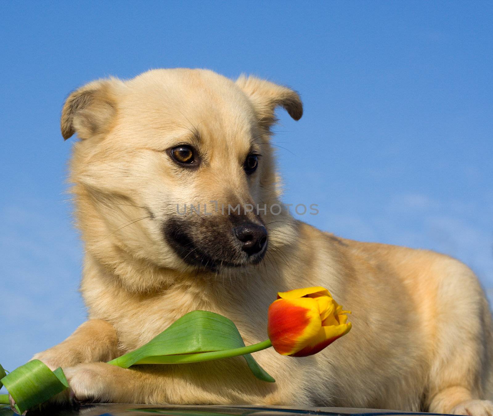 close-up puppy dog  with tulip in forefoots against blue sky background