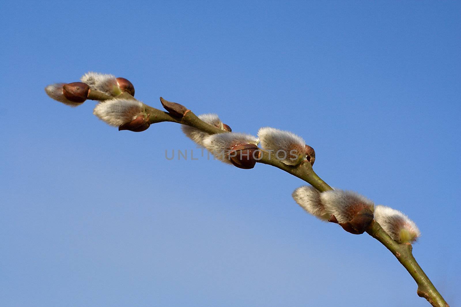 close-up pussy-willow branch against blue sky background