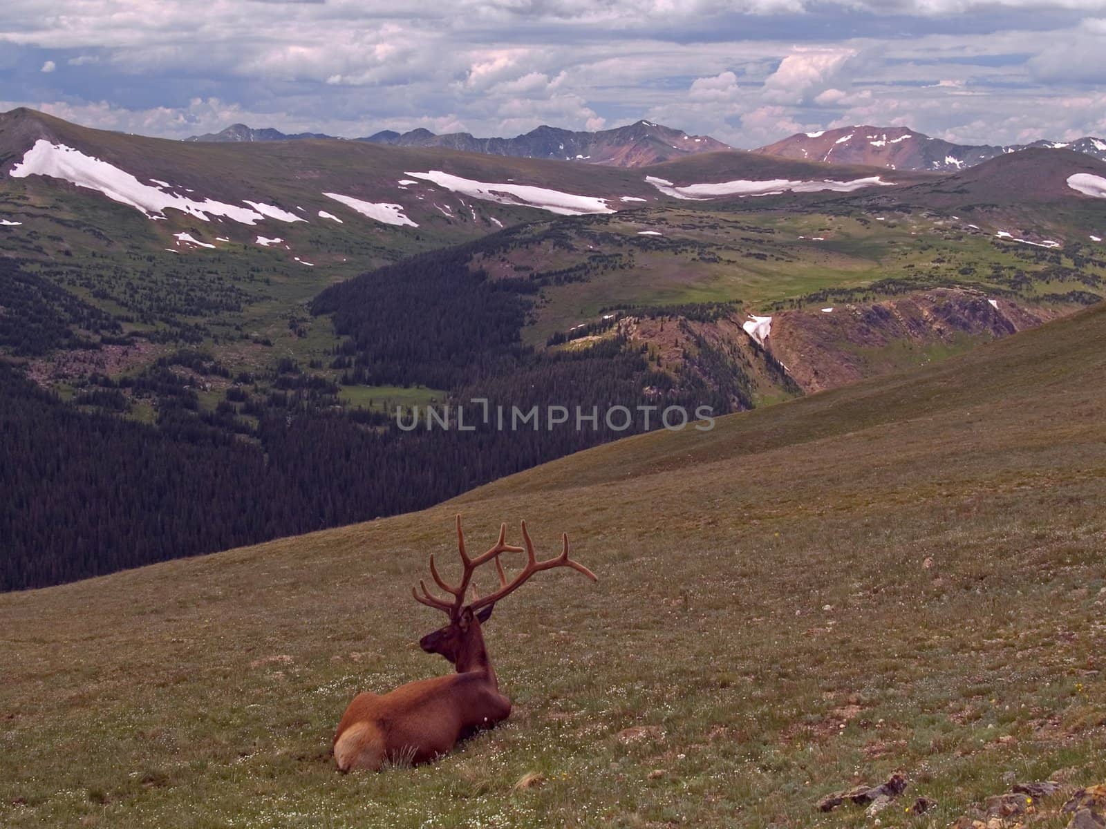 A resting bull elk (or wapiti) along trail ridge in Rocky Mountain National Park.  The Never Summer Mountains in the background.