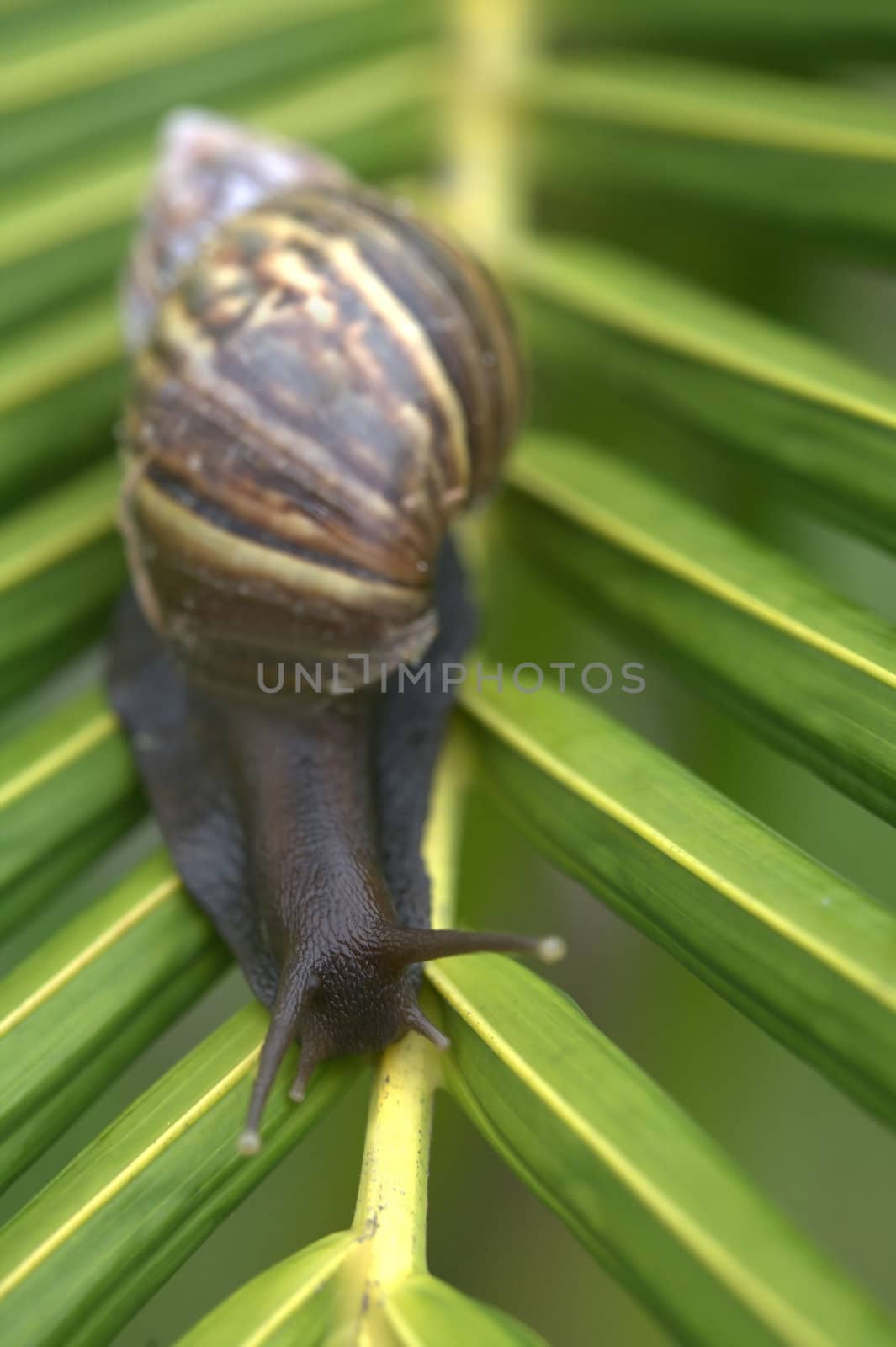 A snail on a bright green palm tree leaf.