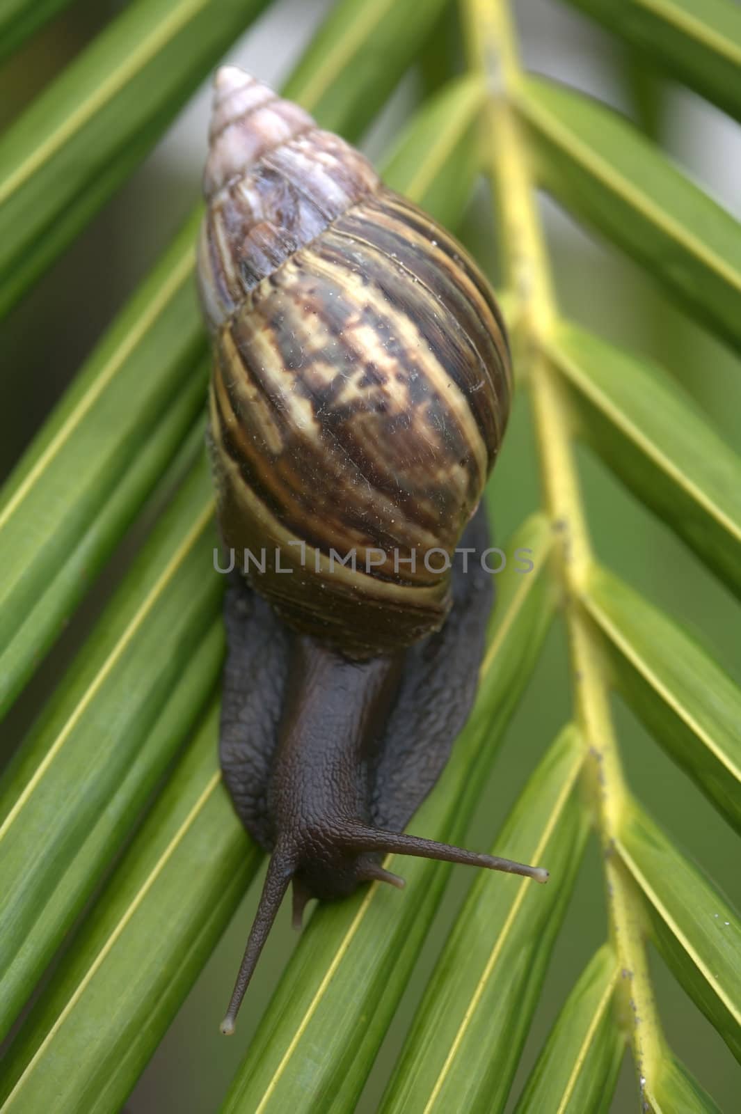 A snail on a bright green palm tree leaf.