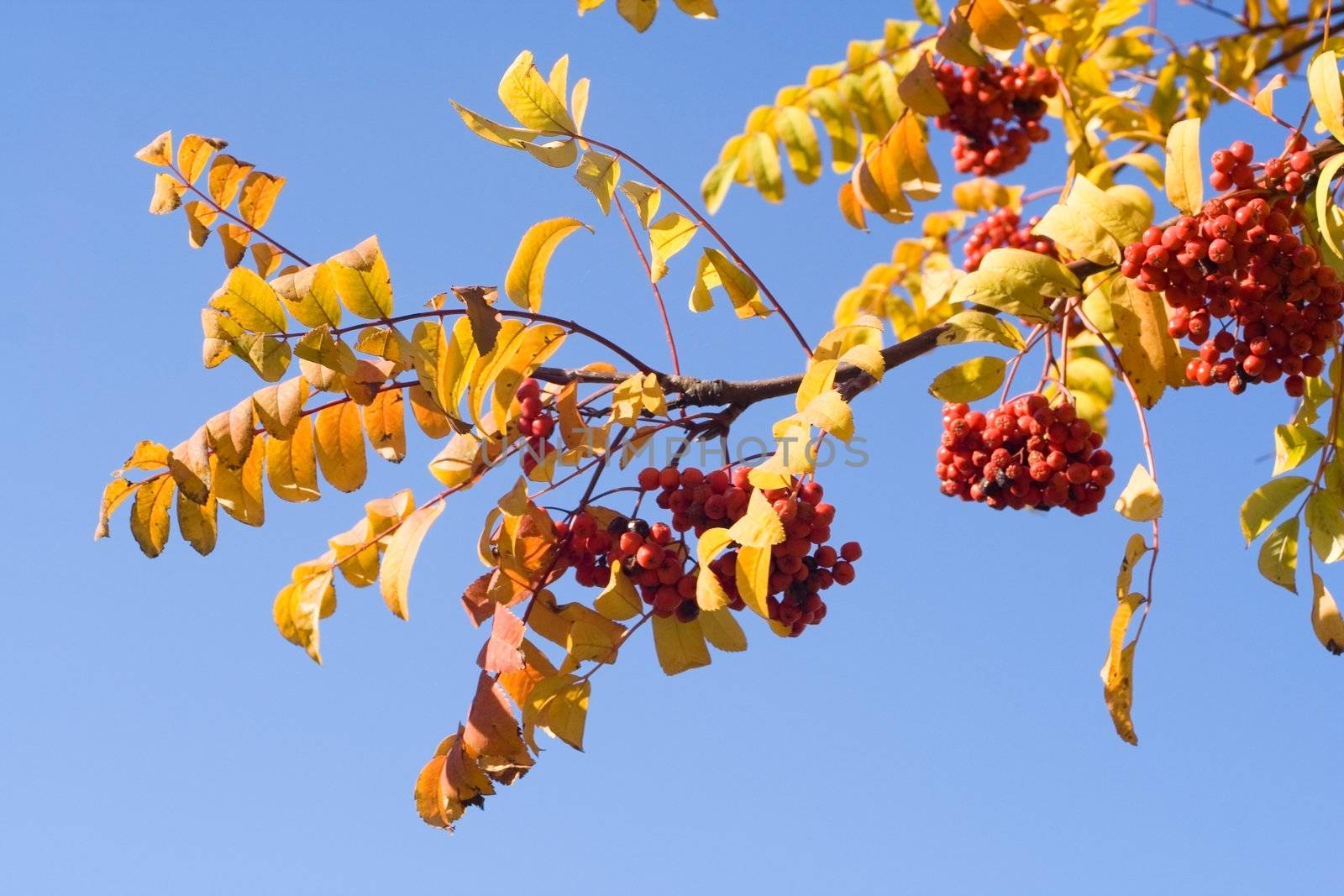 branch autumn rowan with berry on blue sky