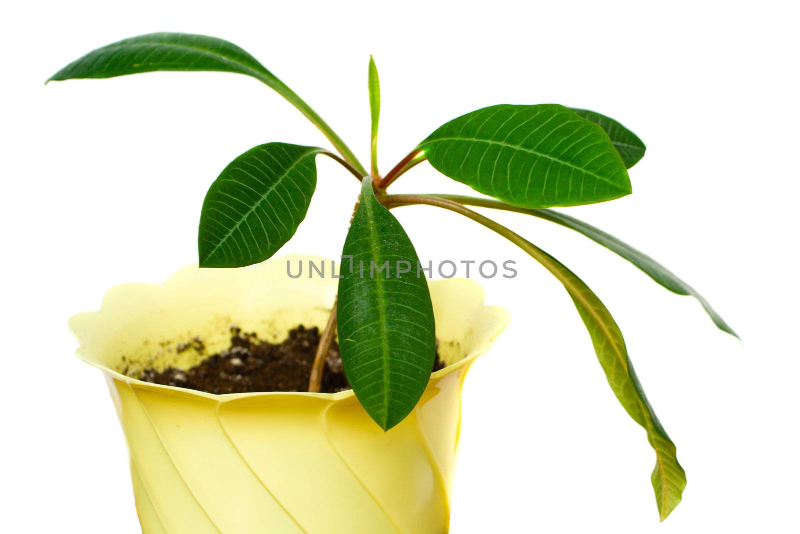 rubber plant by Alekcey