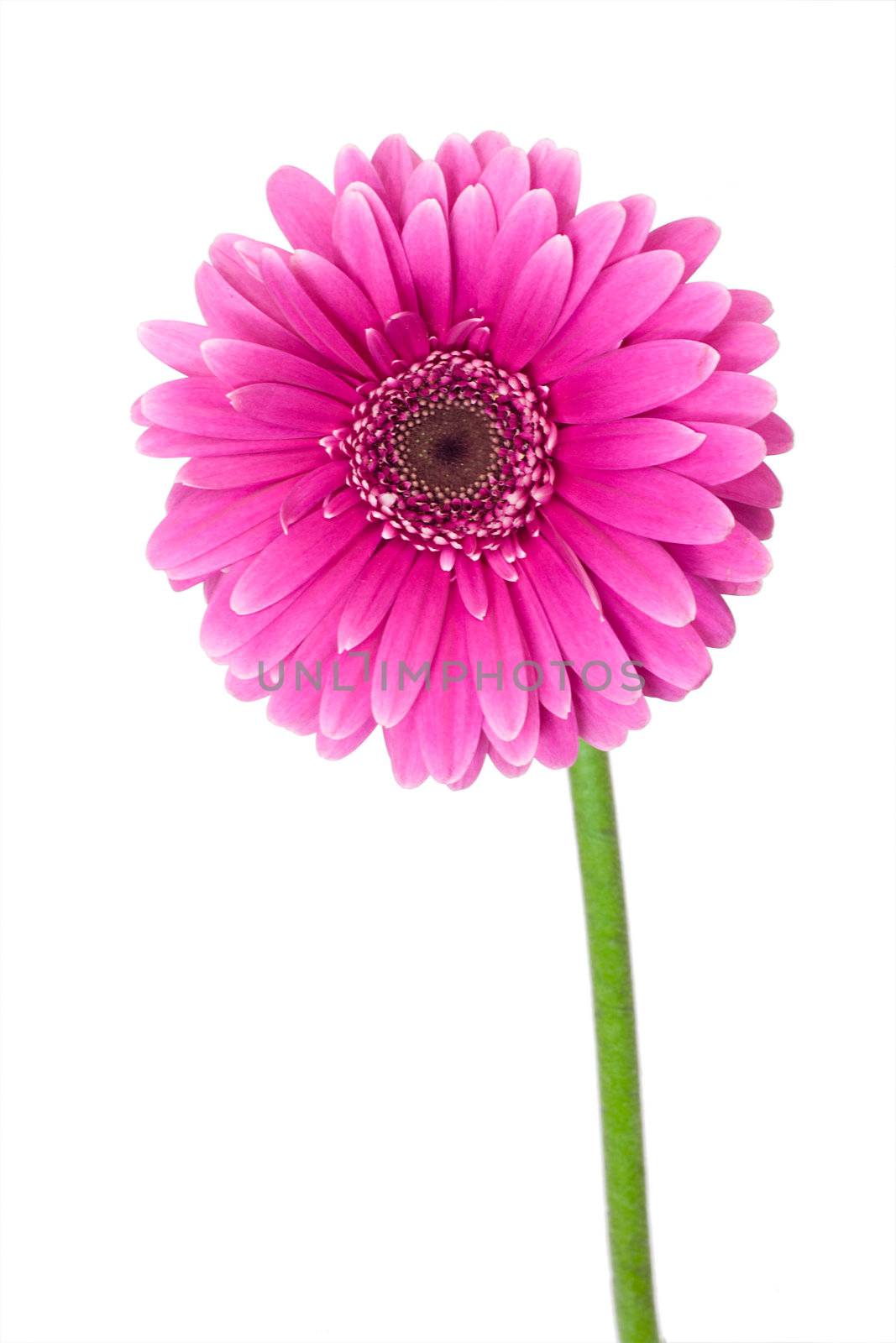close-up single pink gerbera, isolated on white