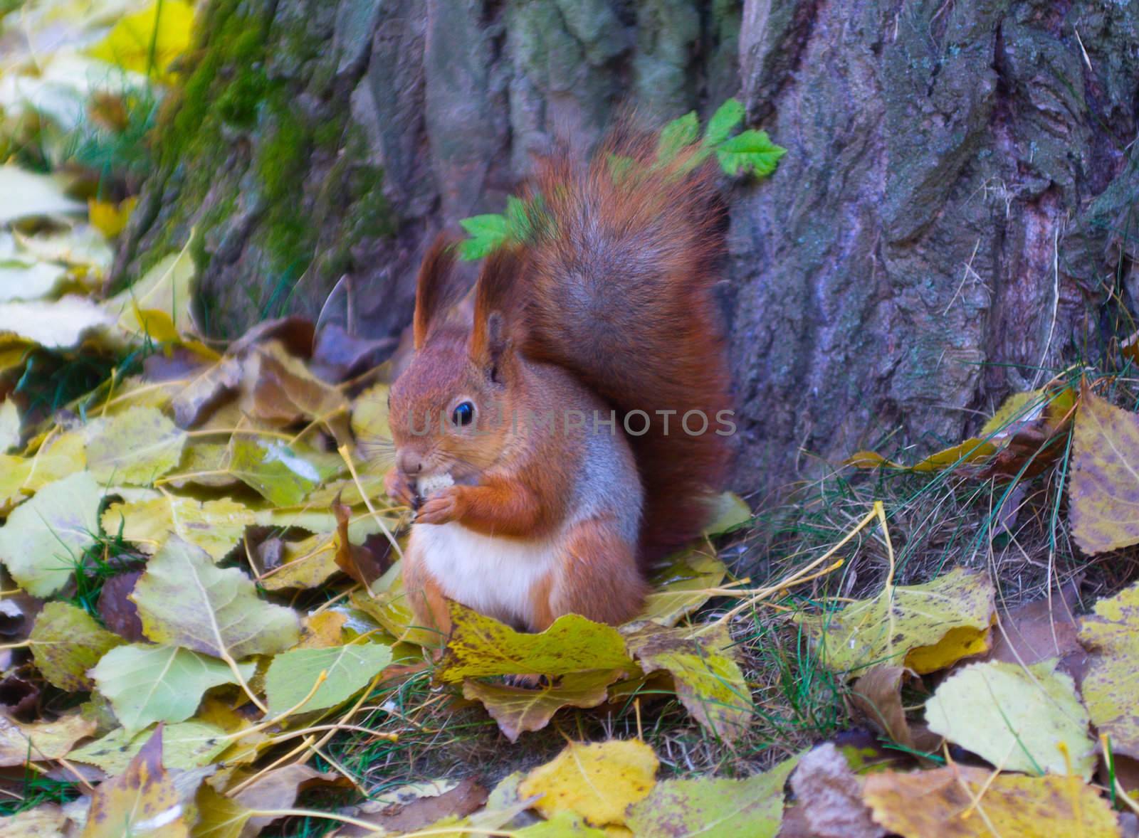 Ginger squirrel is eating near tree