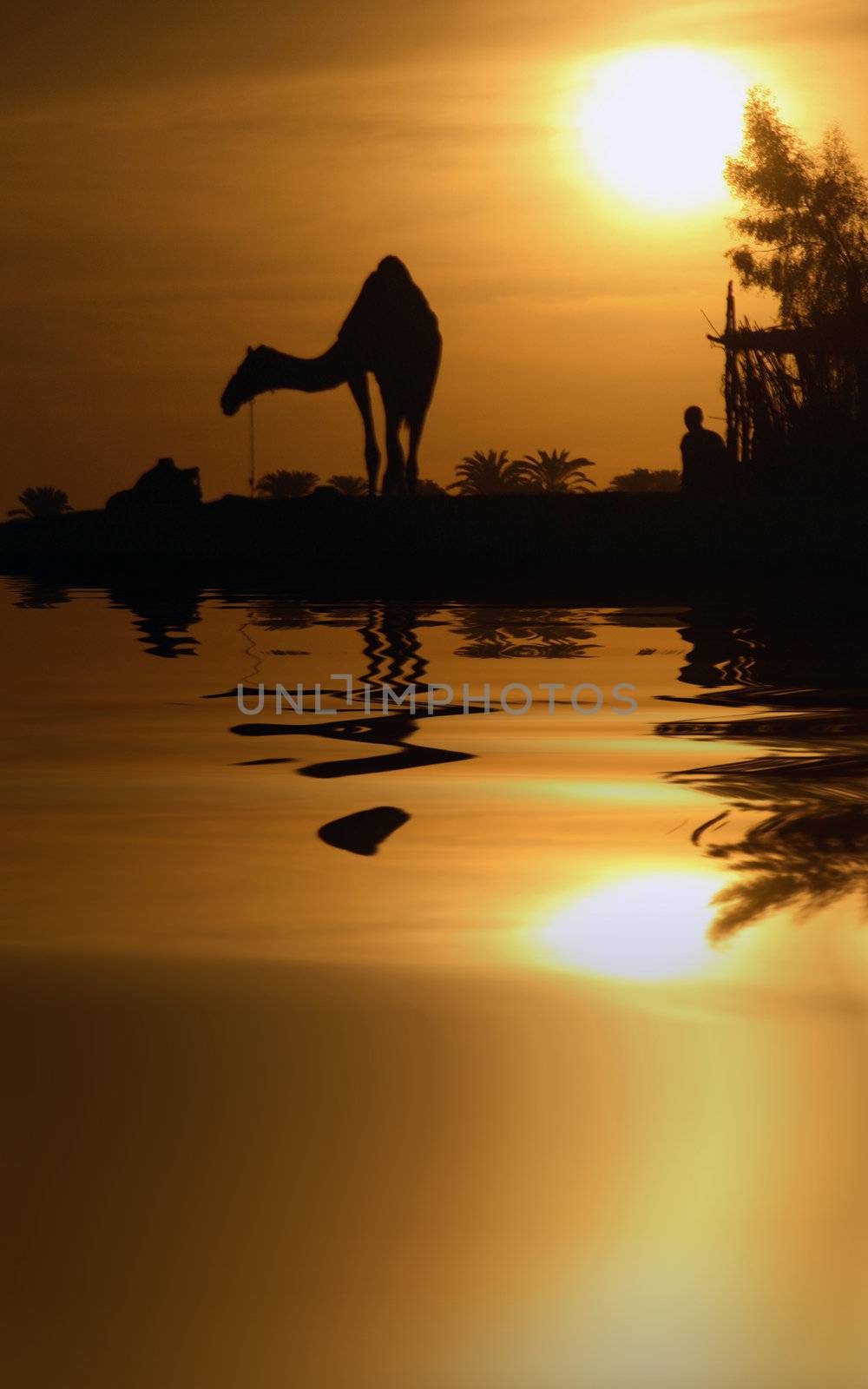 A camel in Egypt with the water reflection.