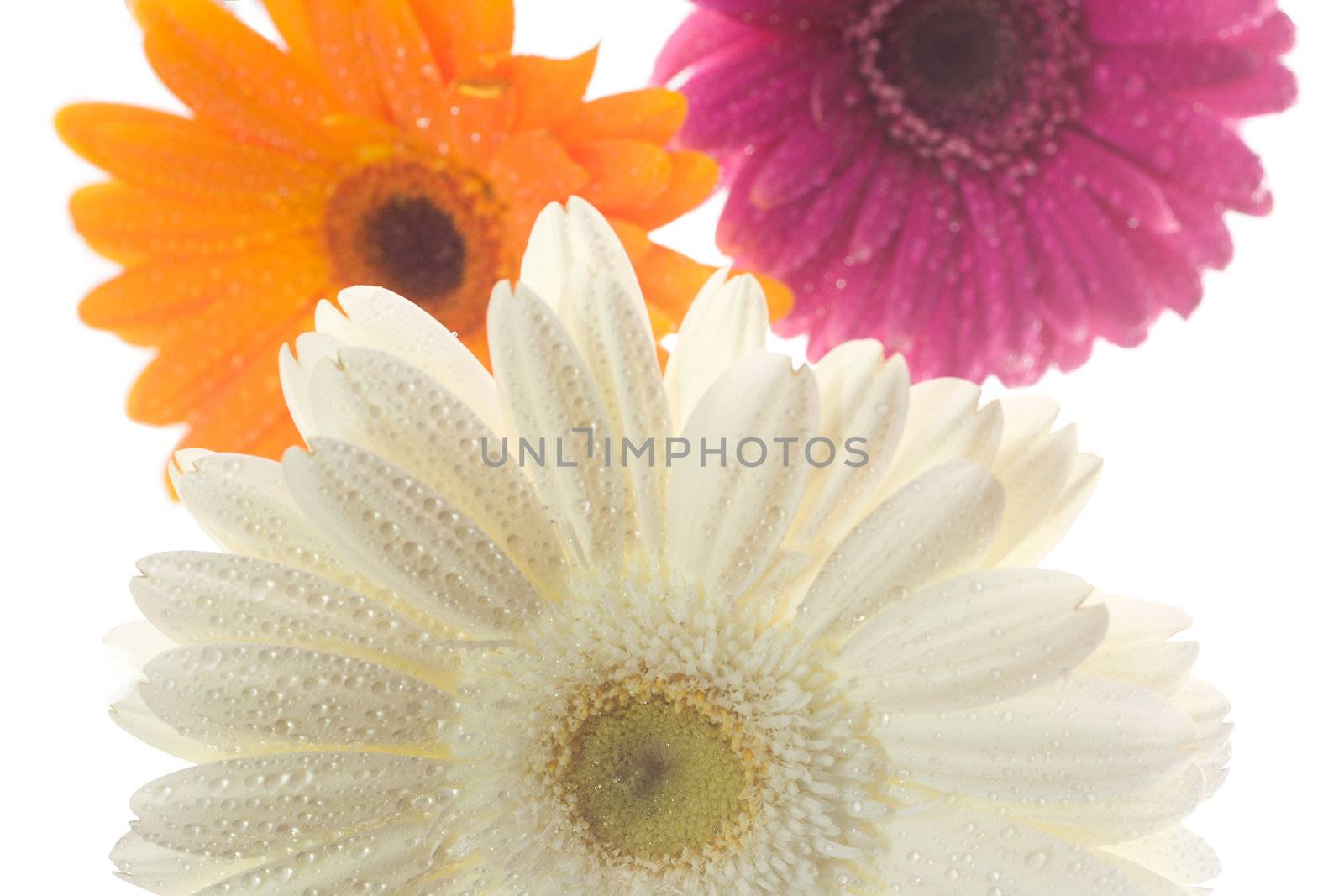 close-up three gerberas with waterdrops, isolated on white