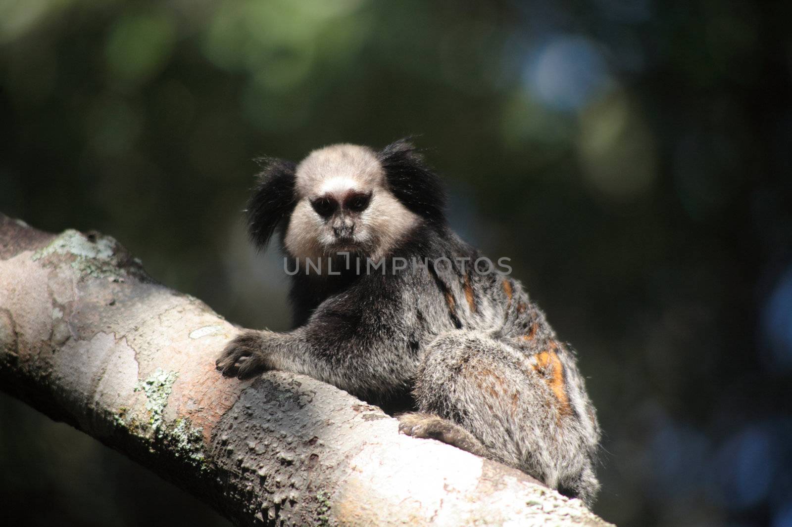 A 3 image set of the New World Monkeys, Tamarins, photographed in their natural habitat (Brazil).