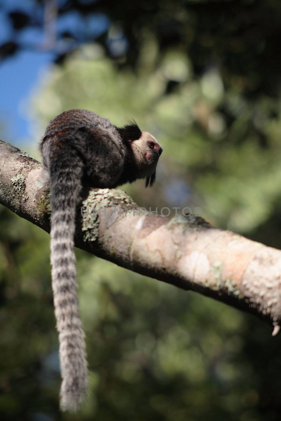 A 3 image set of the New World Monkeys, Tamarins, photographed in their natural habitat (Brazil).