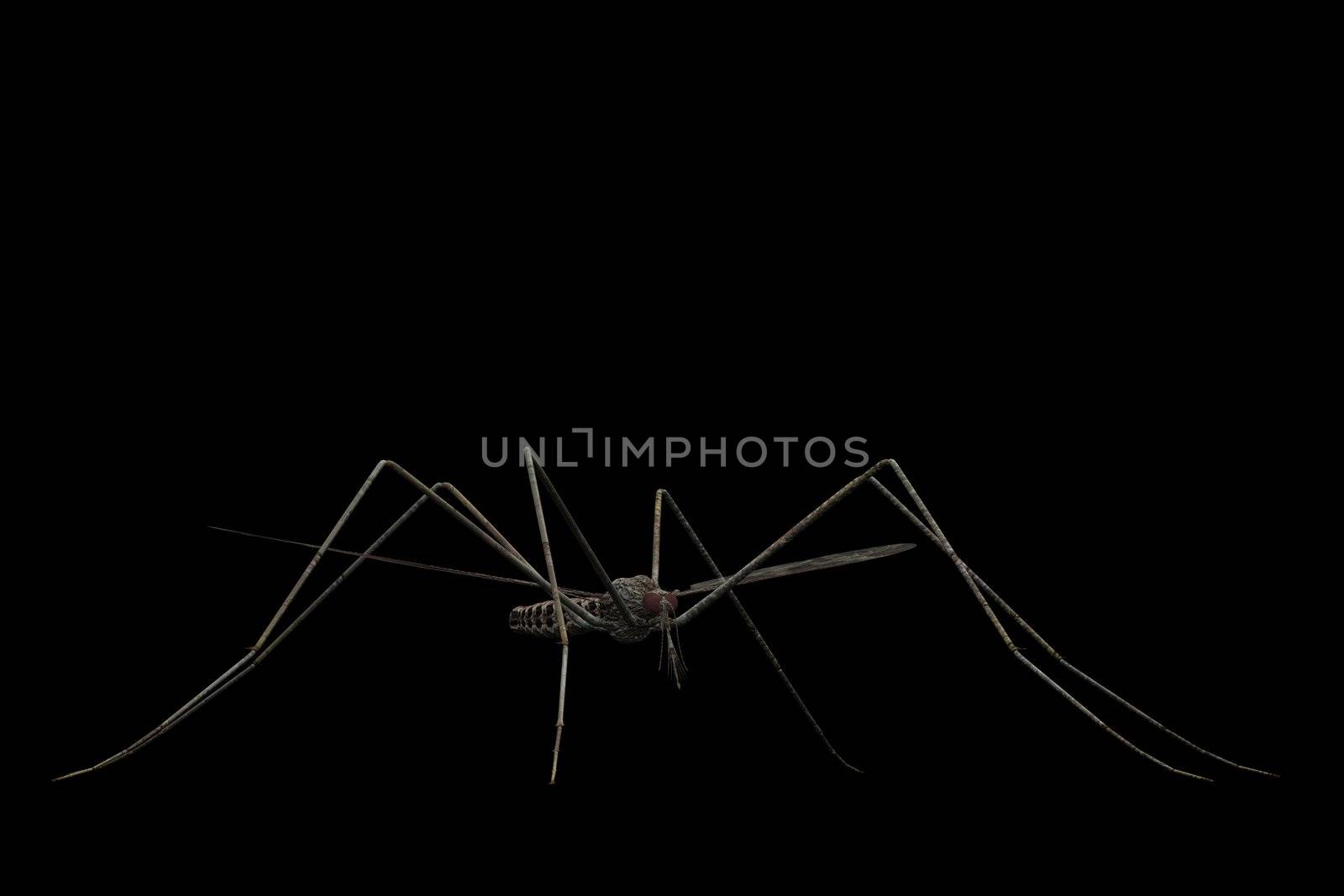 A mosquito close-up and isolated on a black background.