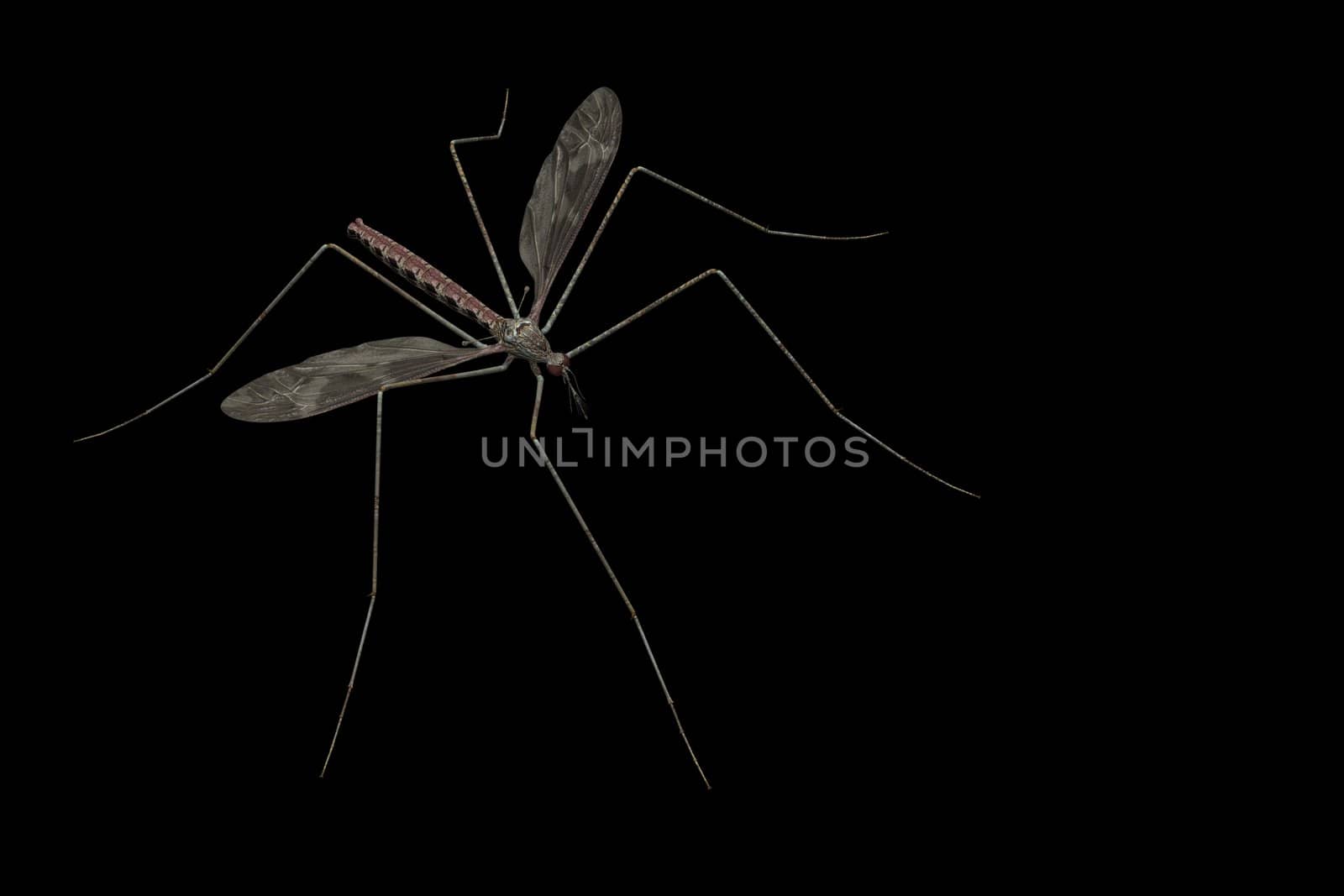 A mosquito close-up and isolated on a black background.