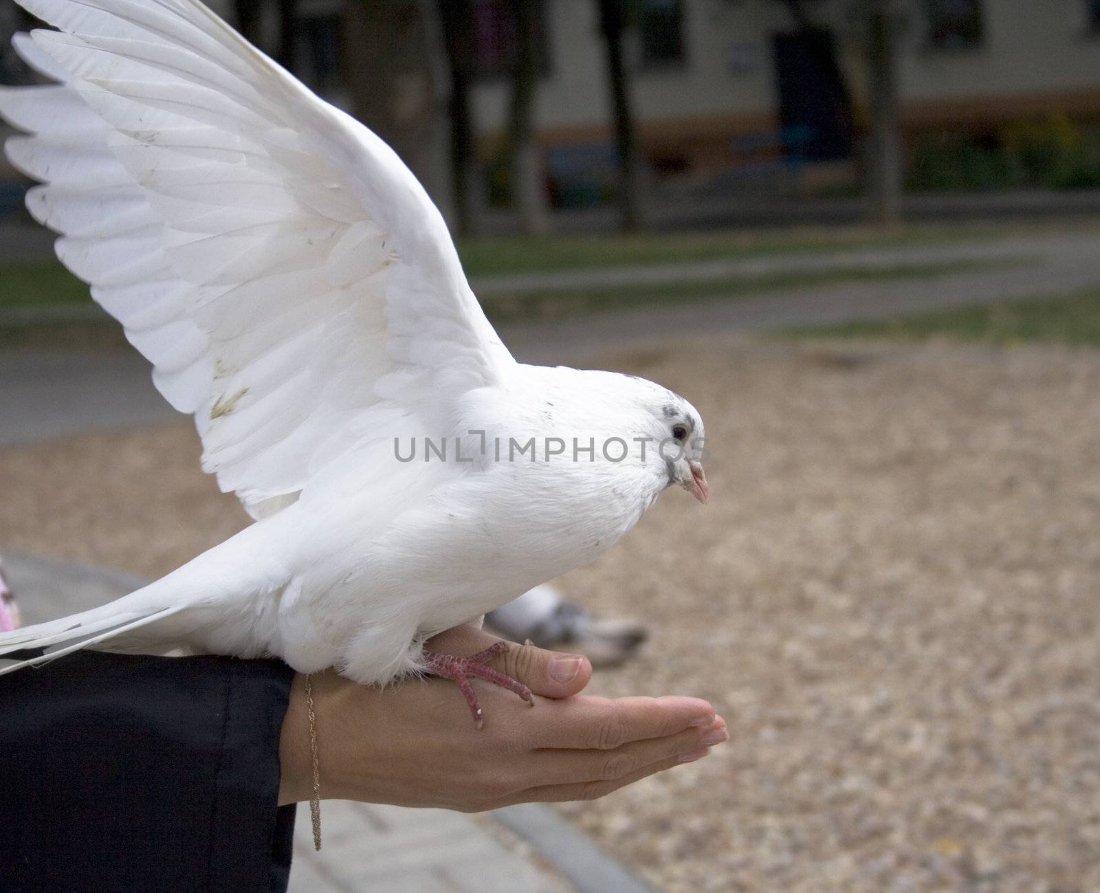 White dove fly and eat bread from hand