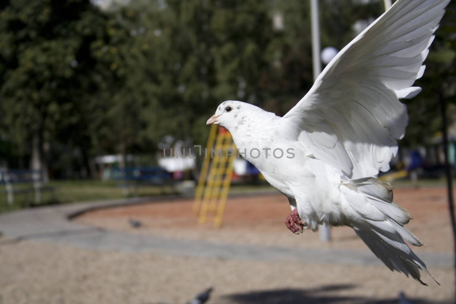 White dove in fly, trying touch down