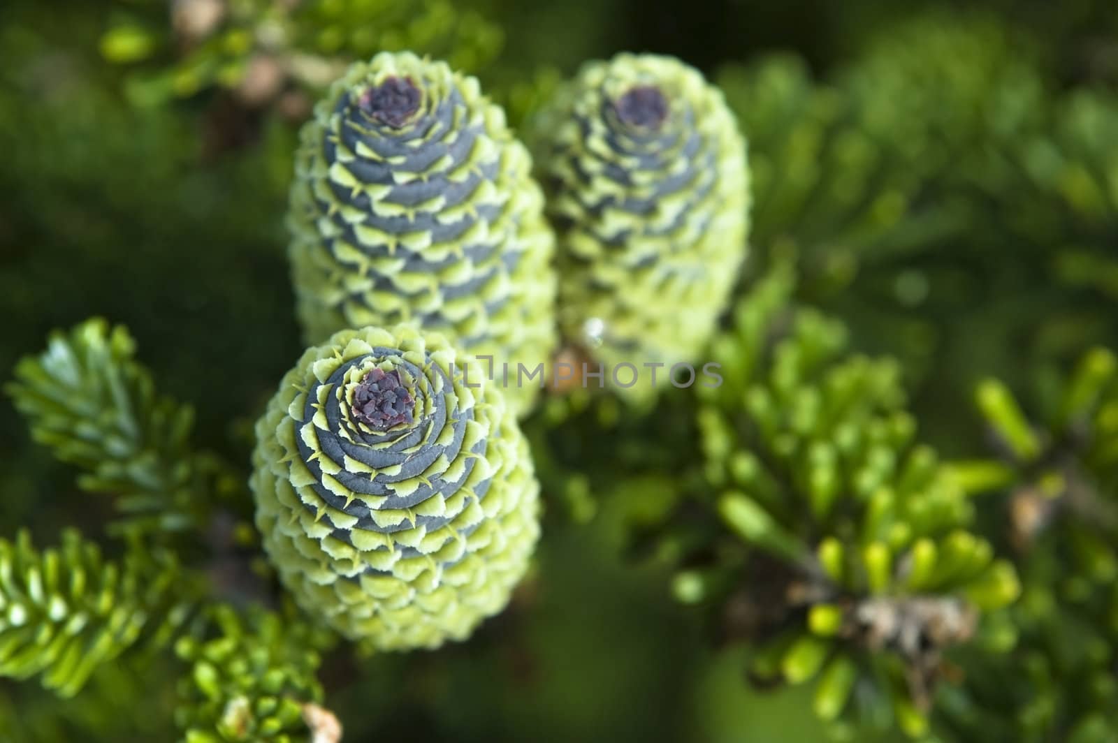 pine branch with cone by joannawnuk