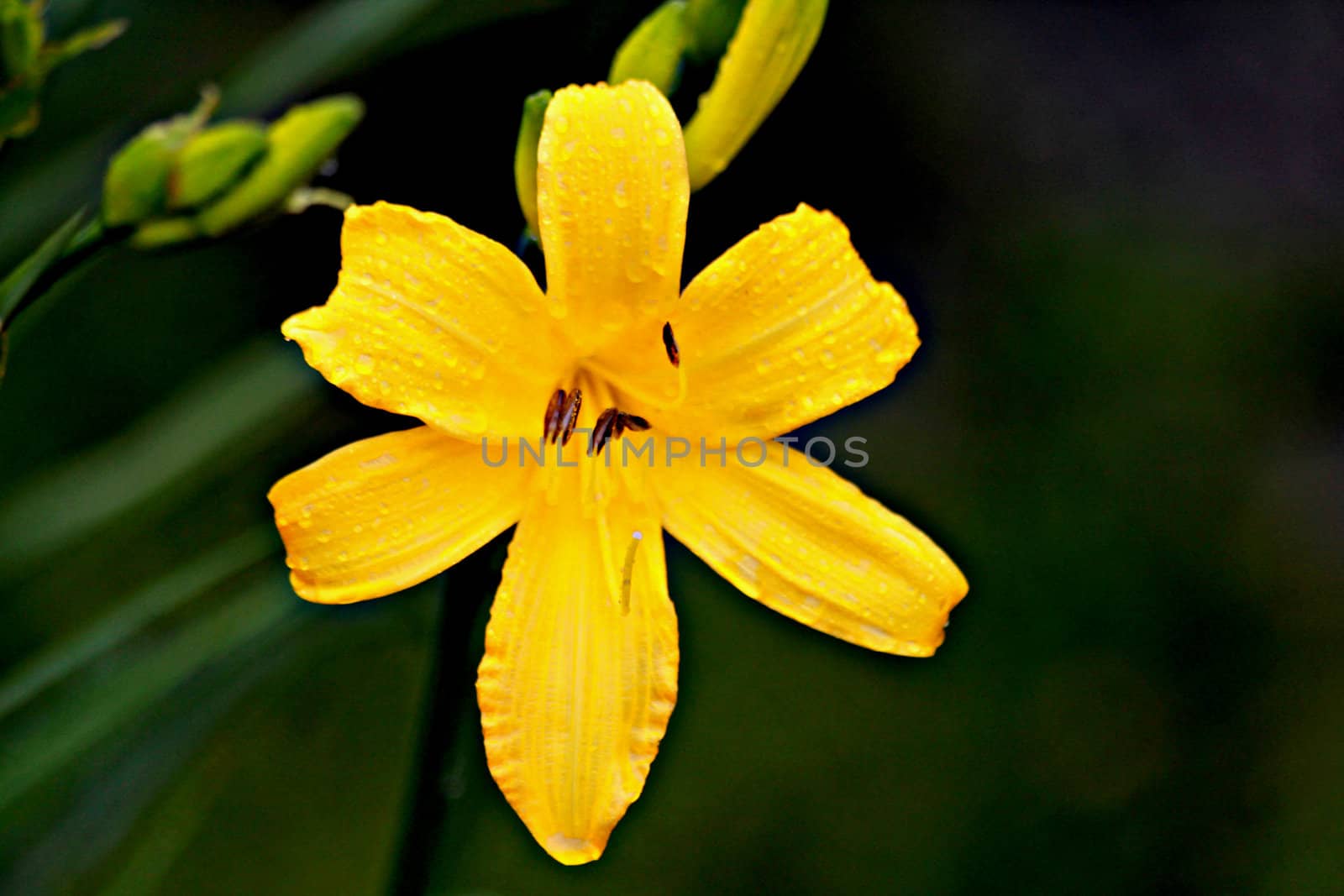 Yellow Flower by CRDVlad