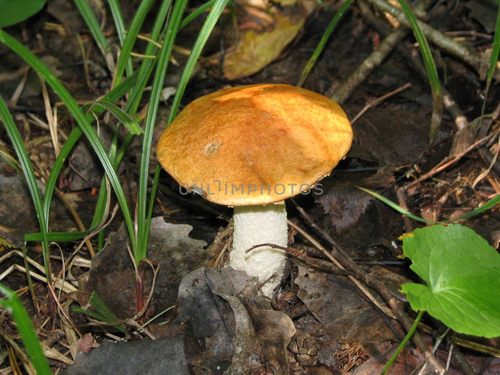 aspen mushroom