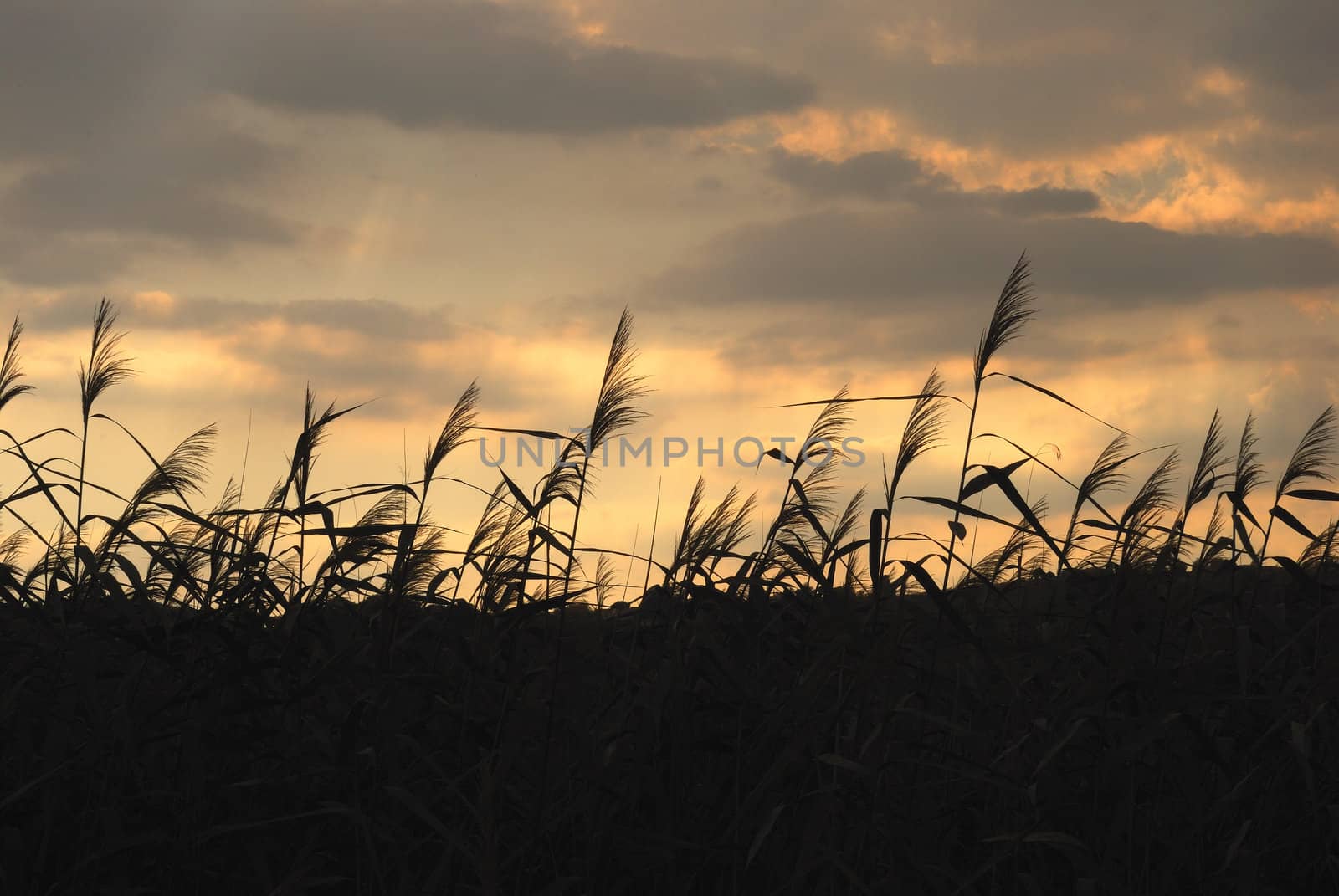 bushes near the lake in the hours of sunset