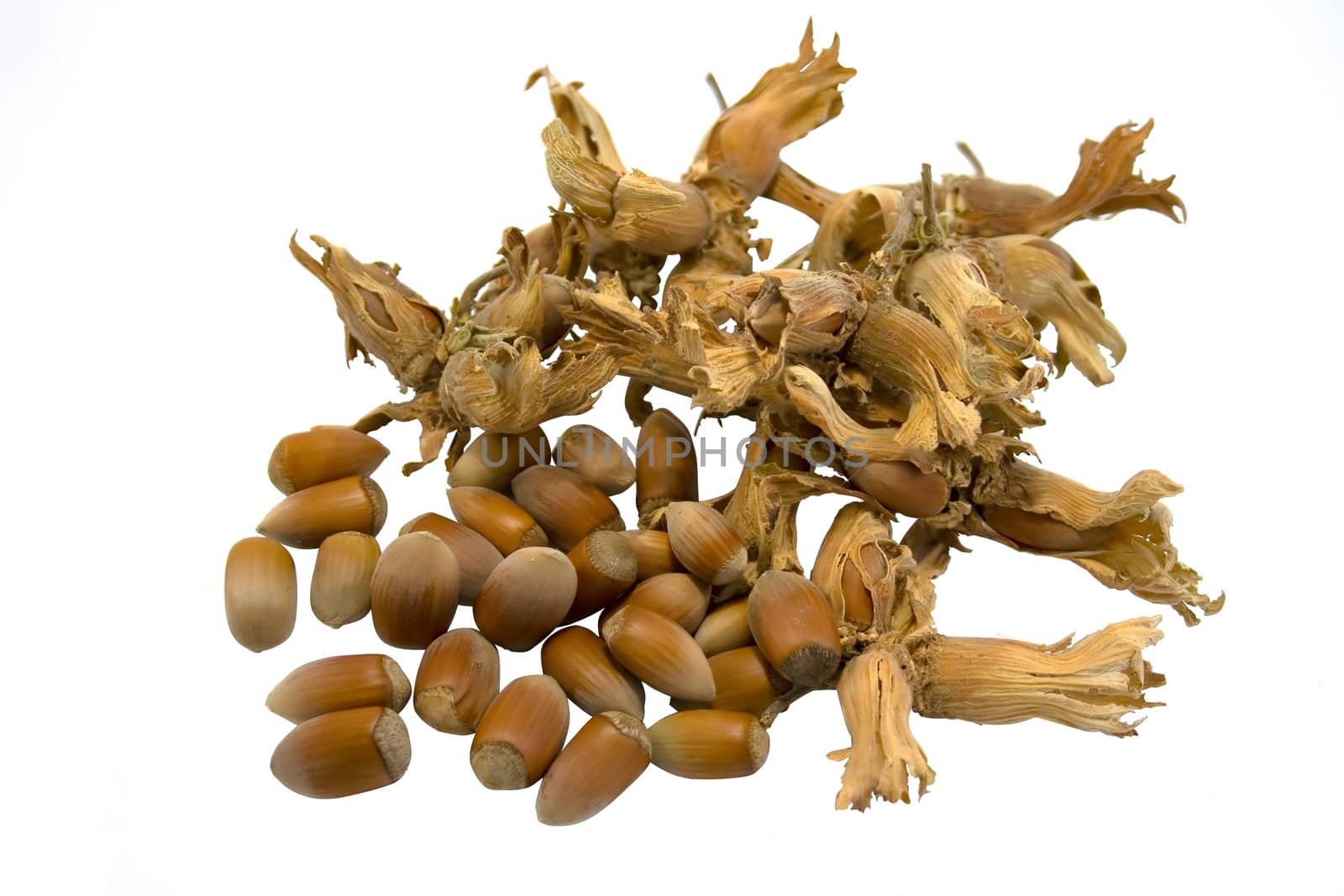 hazelnuts isolated on white background
