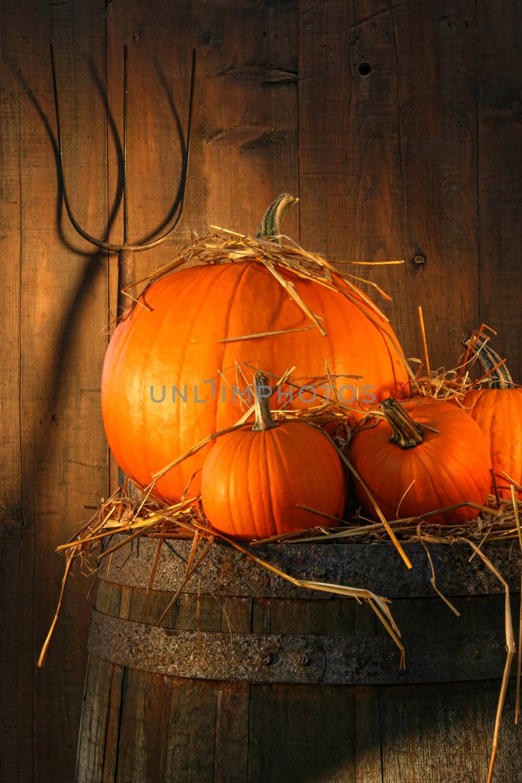 Pumpkins on wine barrel with pitch fork