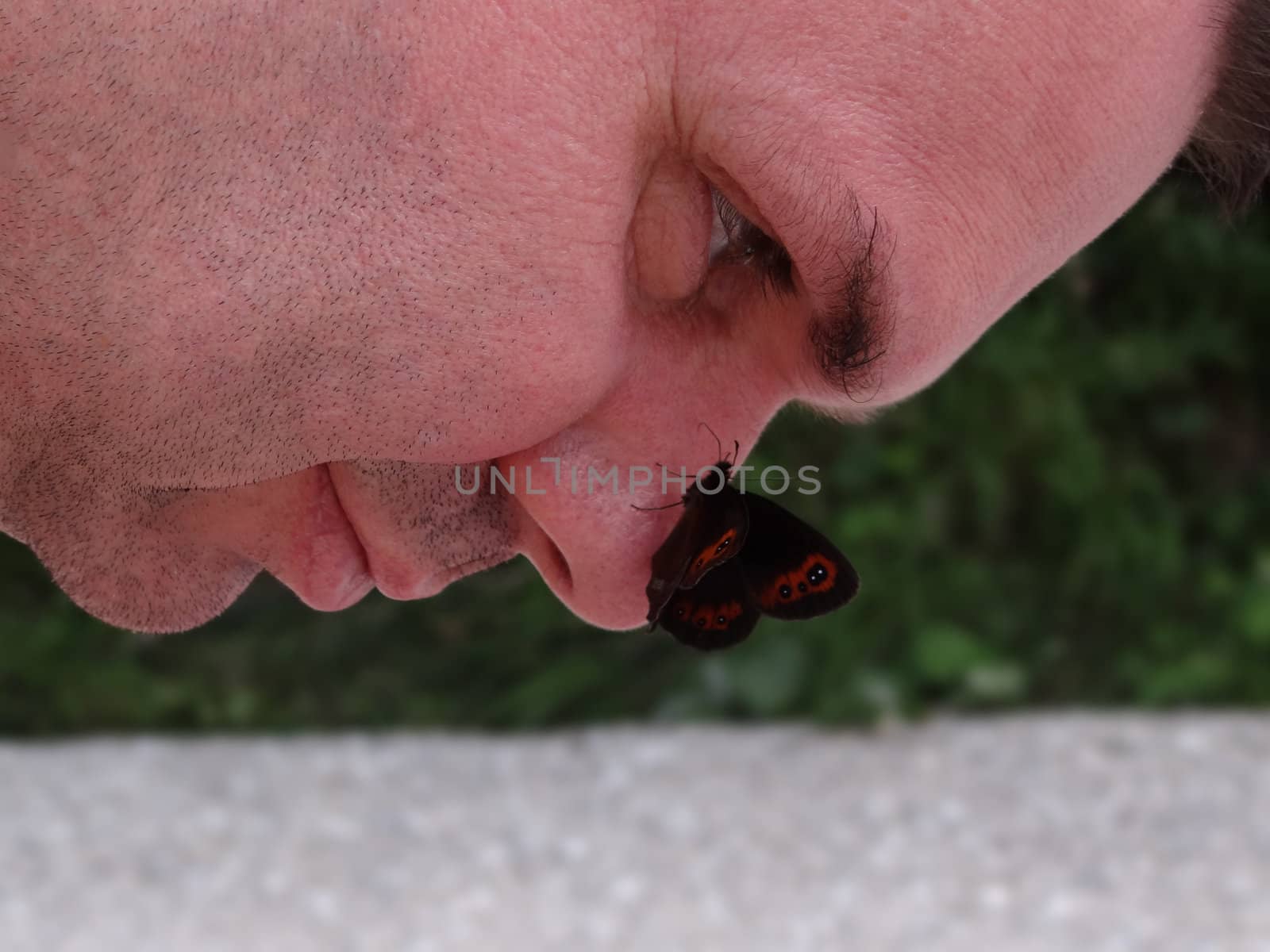 Arran brown butterfly erebia ligea sitting on  nose