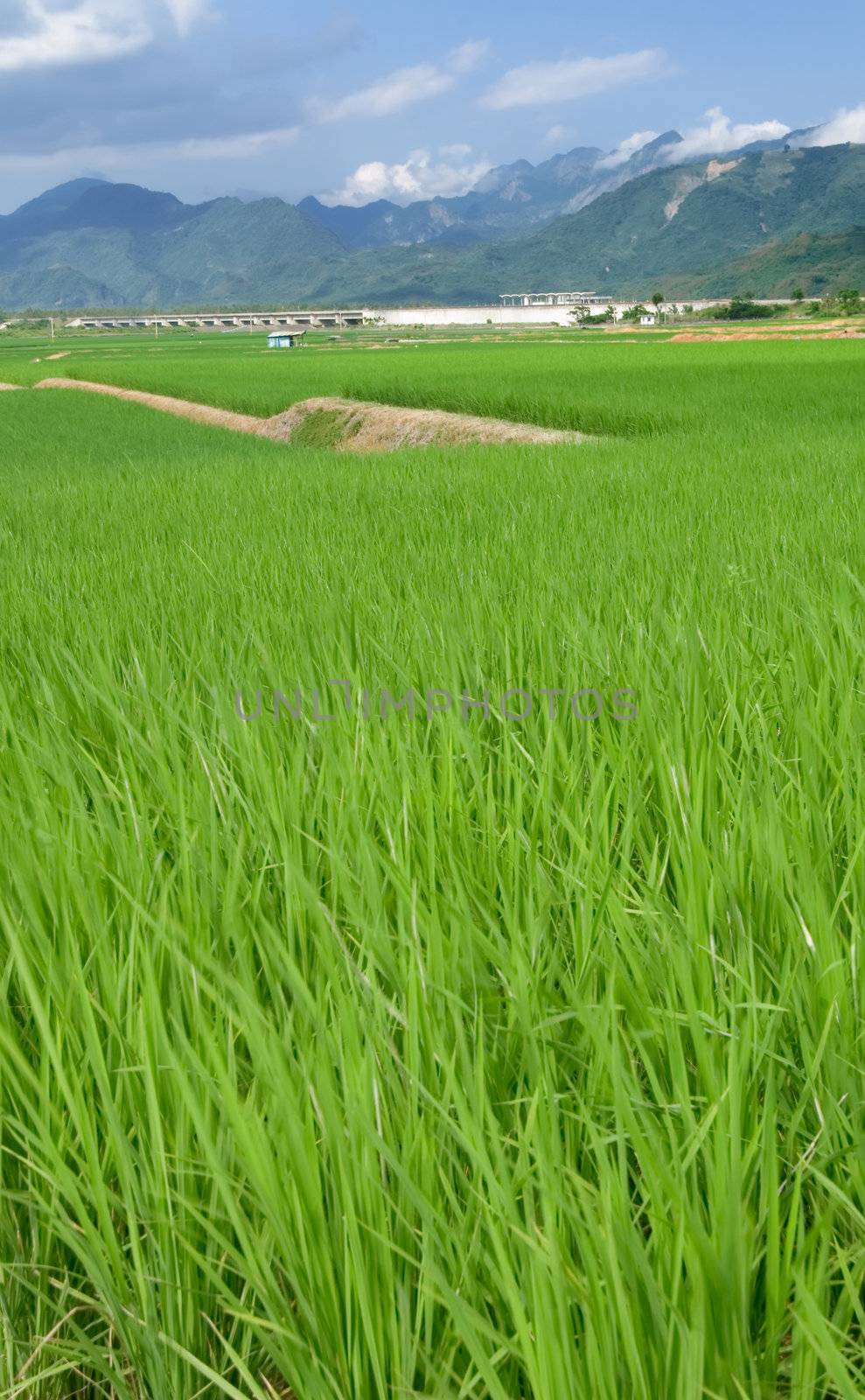 It is a beautiful landscape of green farm with blue sky and white clouds.
