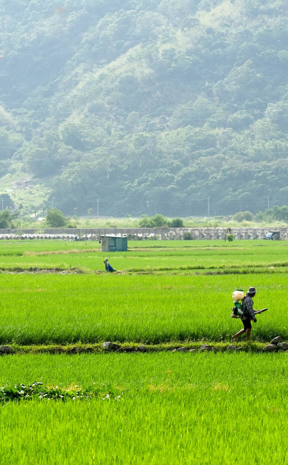 It is a farmer spray insecticide with traditional way on the farm.