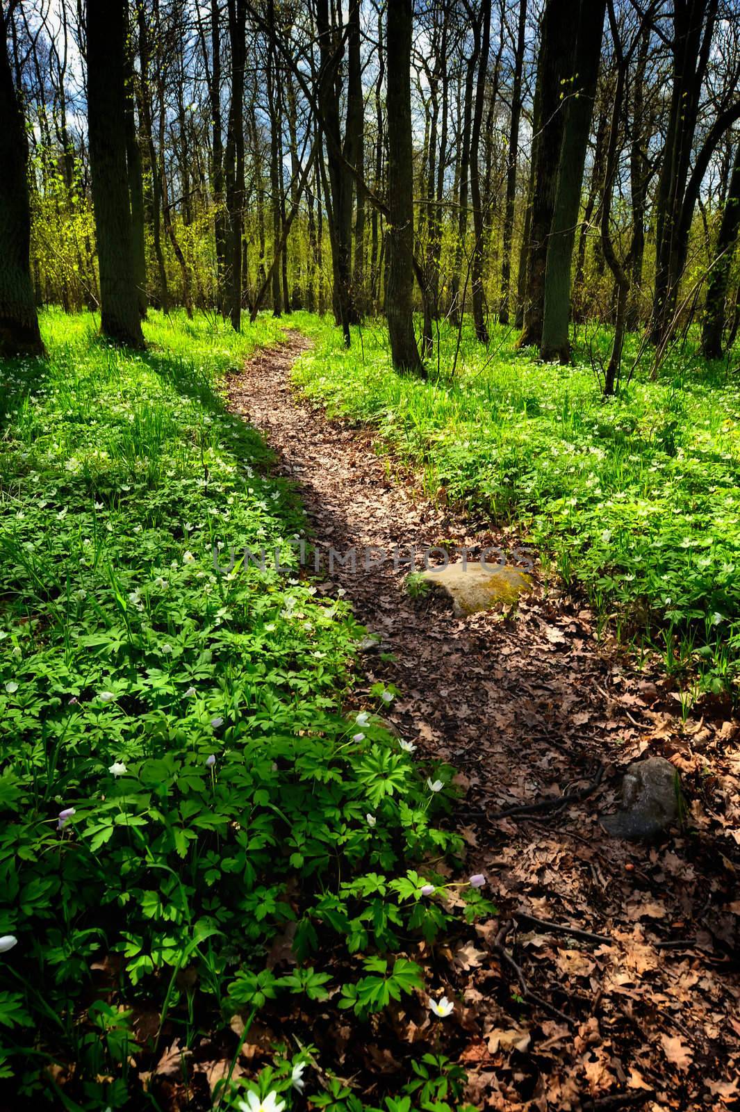 Forest path strewn with leaves in the forest