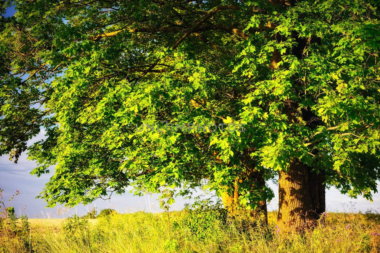 Mighty maple trees in the expanse of fields