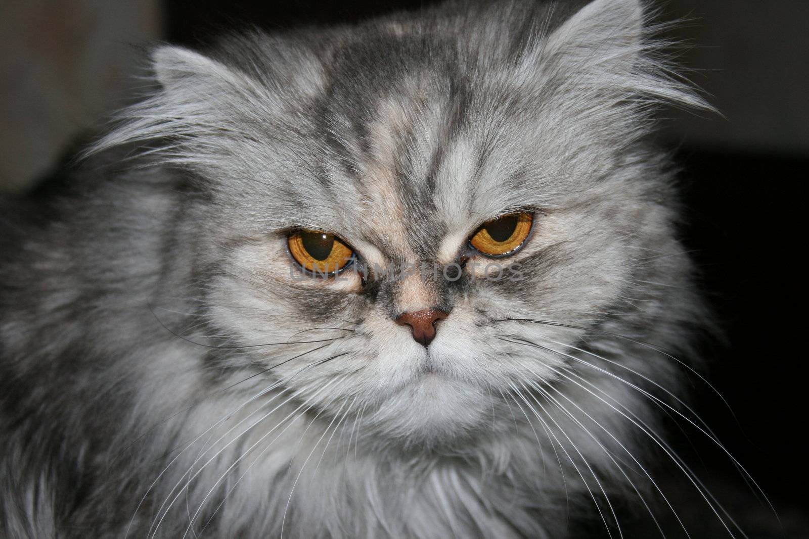 persian cat