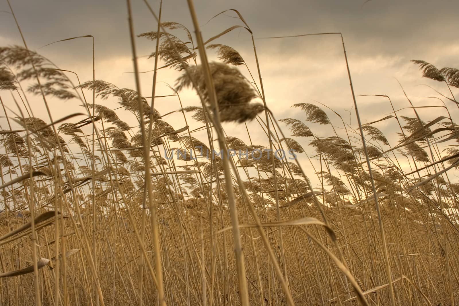 dry reed bends under the wind with gray cloudy sky