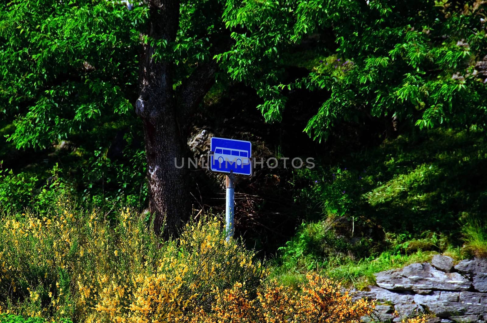 A bus stop sign surrounded by flowers and shrubs