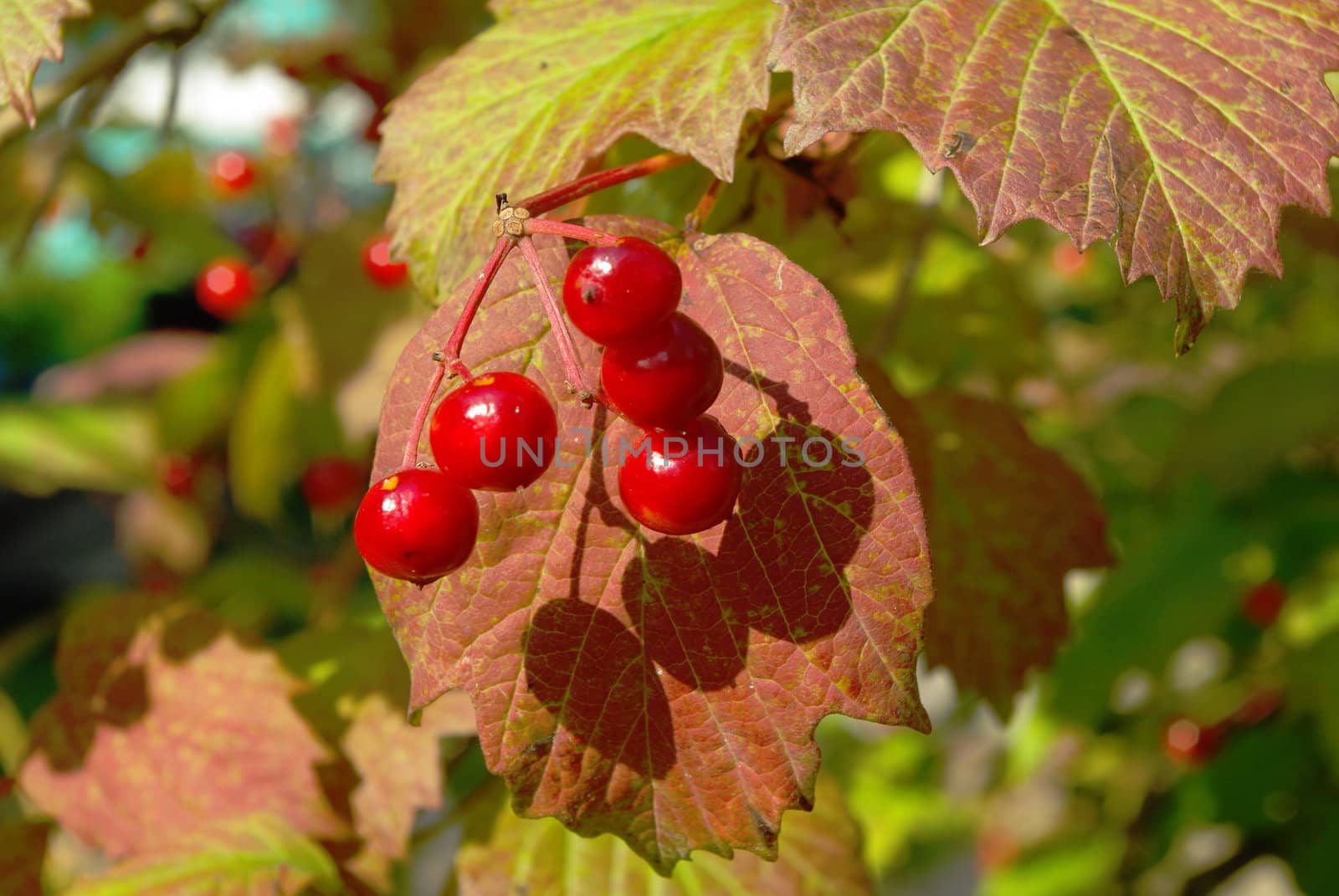 Autumn viburnum berries on the bush in sun light