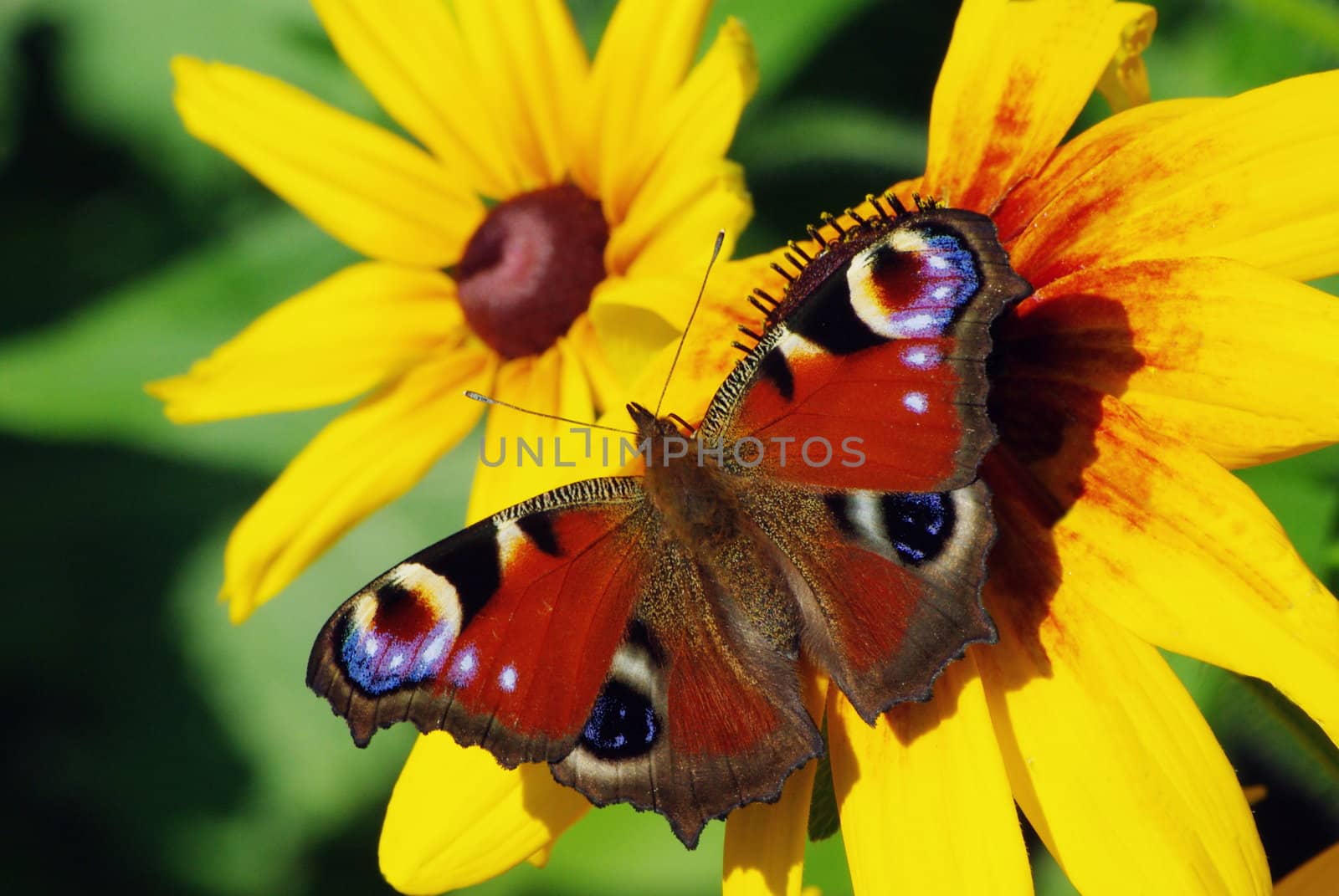 Butterfly, taking off from yellow flower in the garden