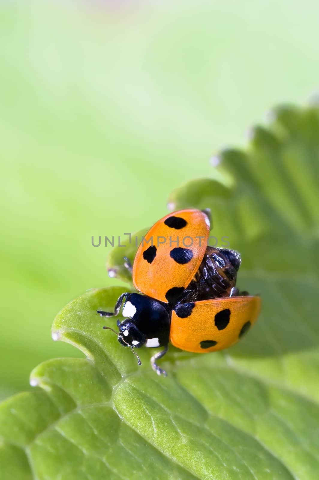 Ladybug ready for takeoff