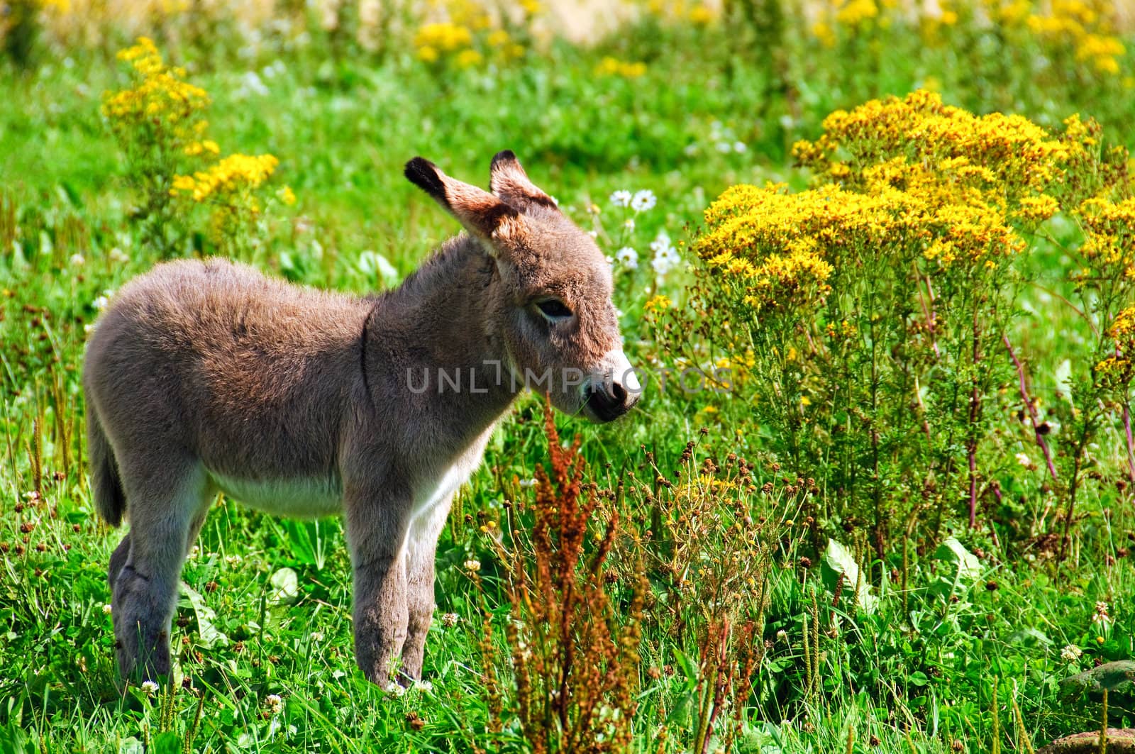 Donkey foal by GryT