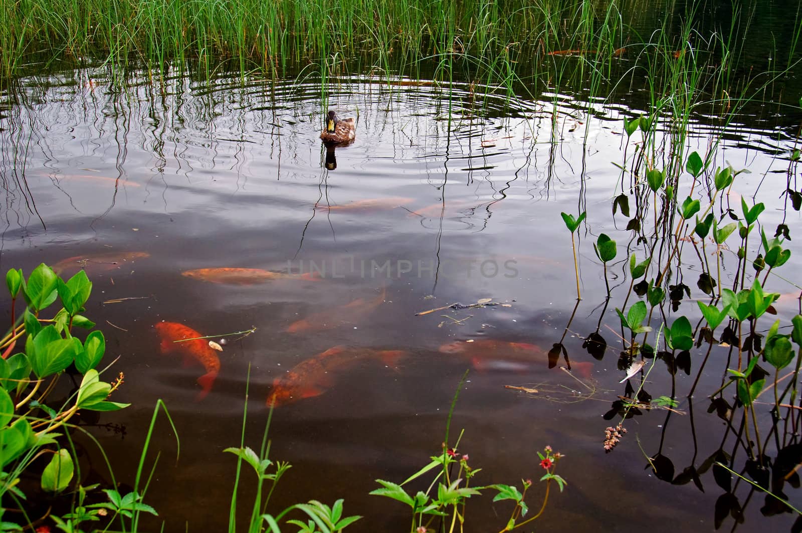 A natural fish pond with goldfishes and a duck