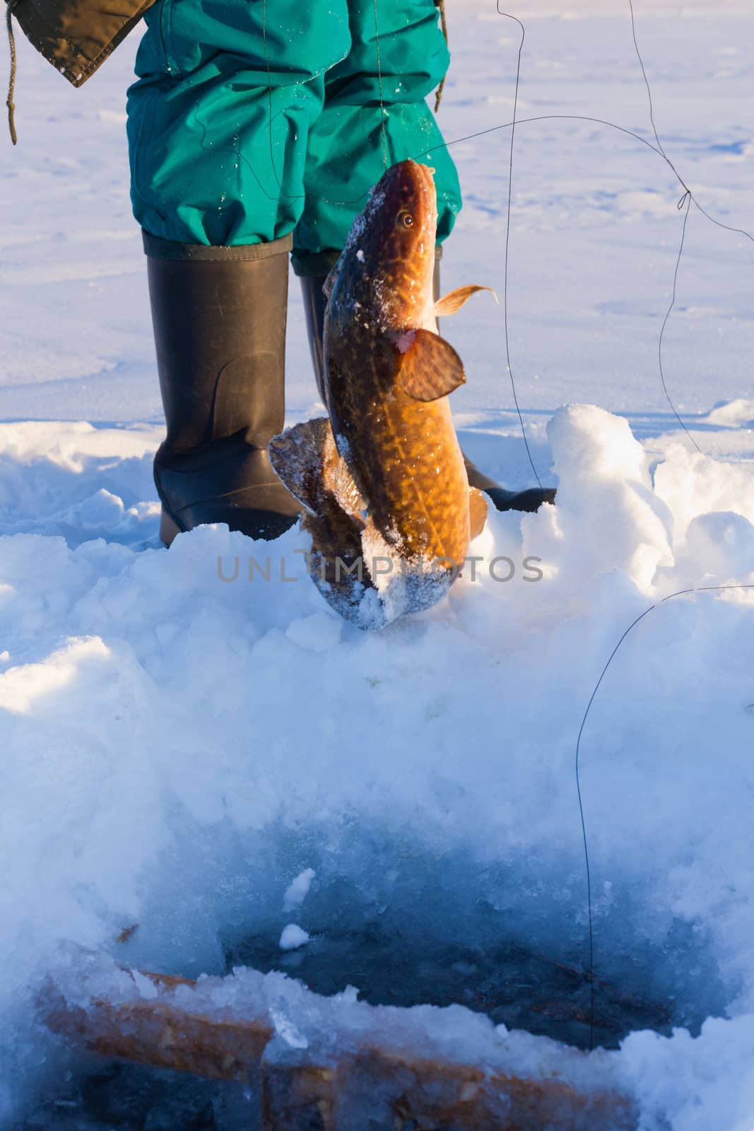 Ice-fishing: Pulling up nice sized Burbot (Lota lota).