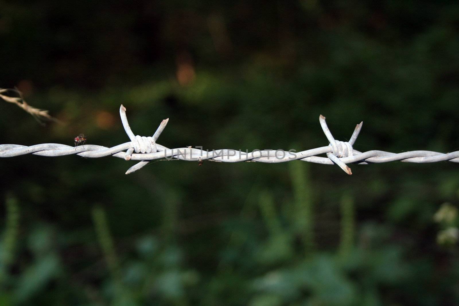 fence with fly on it