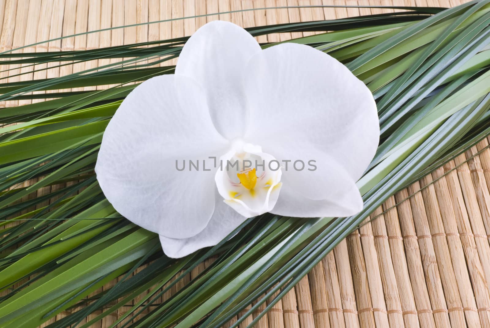 A white orchid, green grass and bamboo.