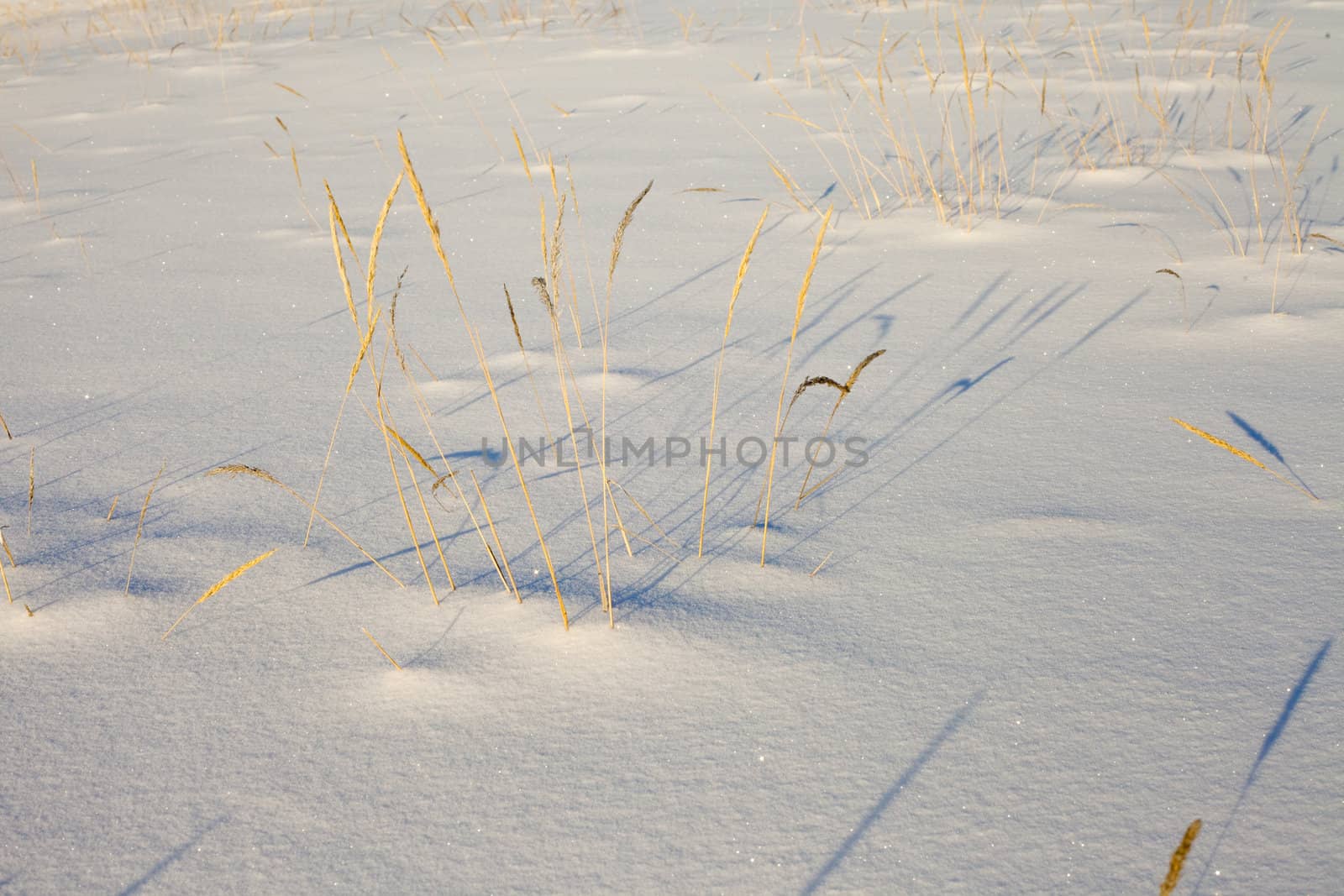 Dry grass casing long shadows on fresh snow cover.