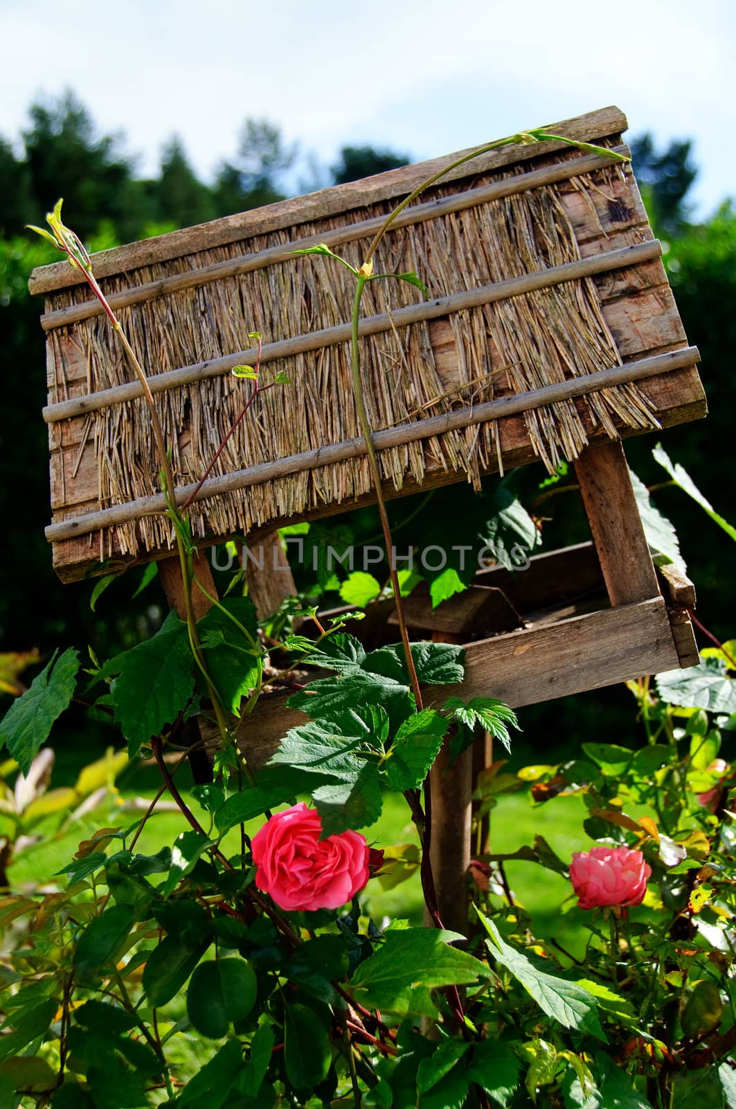 An overgrown bird house with roses