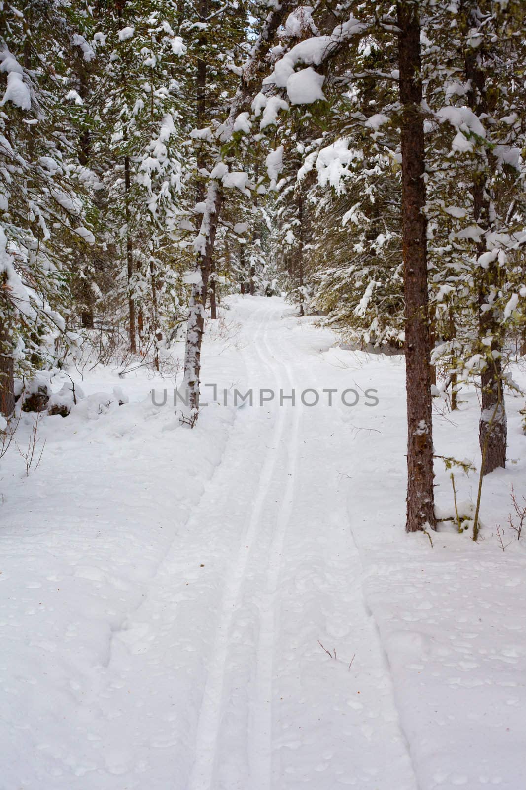 Cross-country ski track in snowy winter forest.