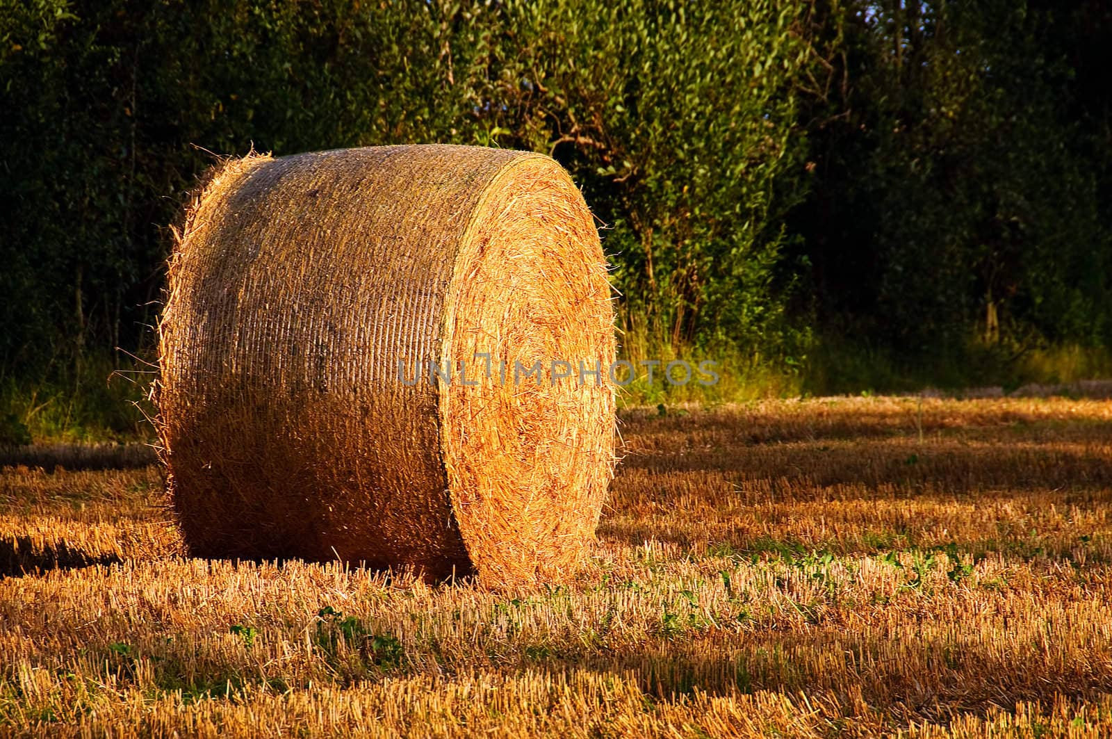 A straw bale in evening sun