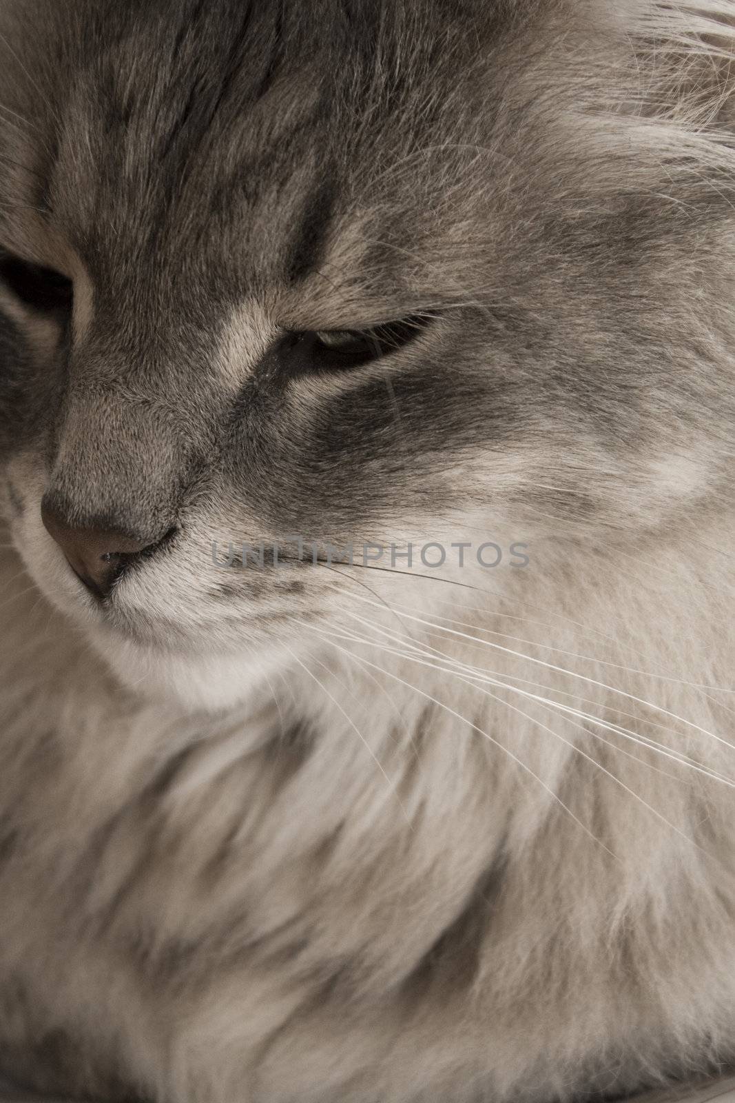 close up of a long hair cat