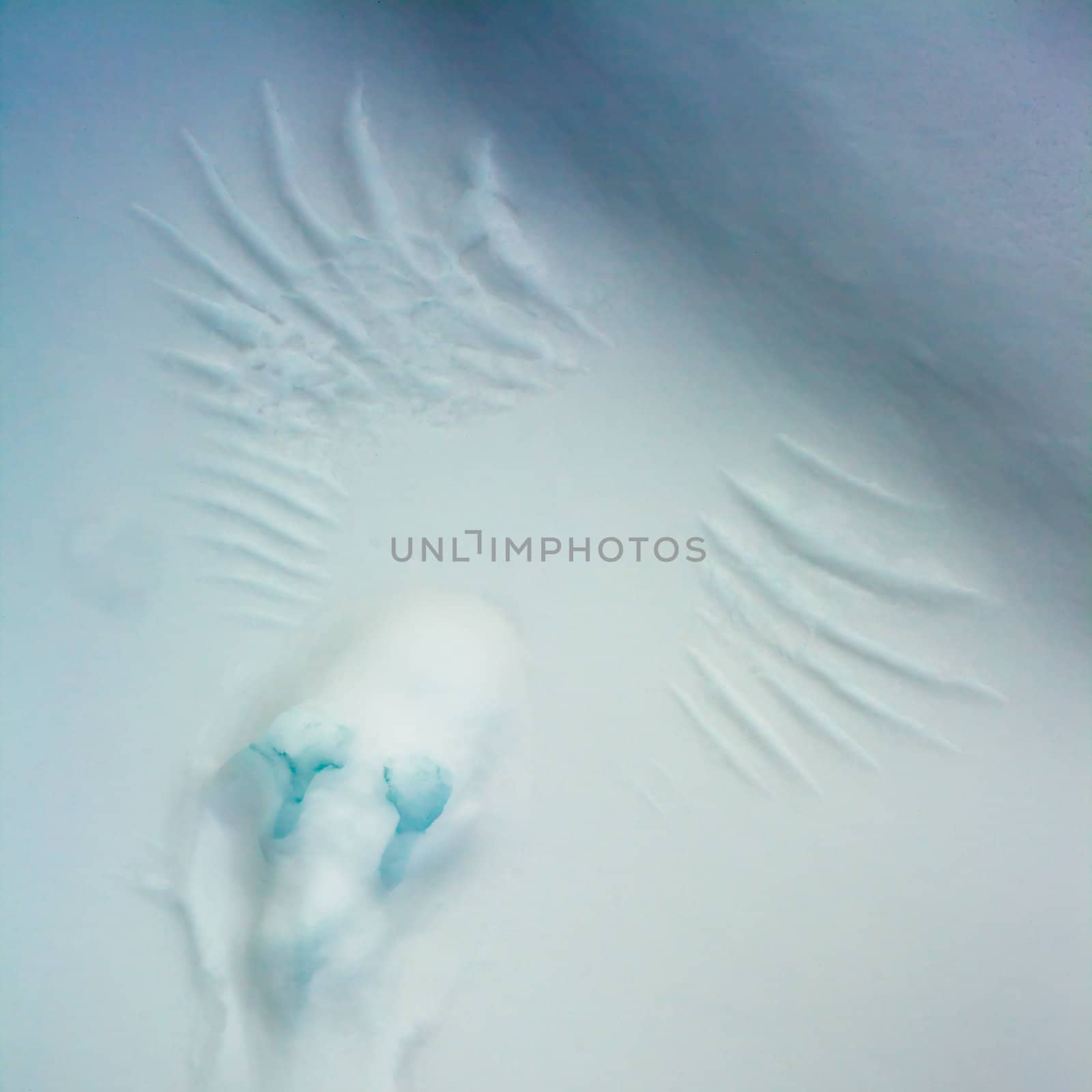 Bird Marks in Snow by PiLens