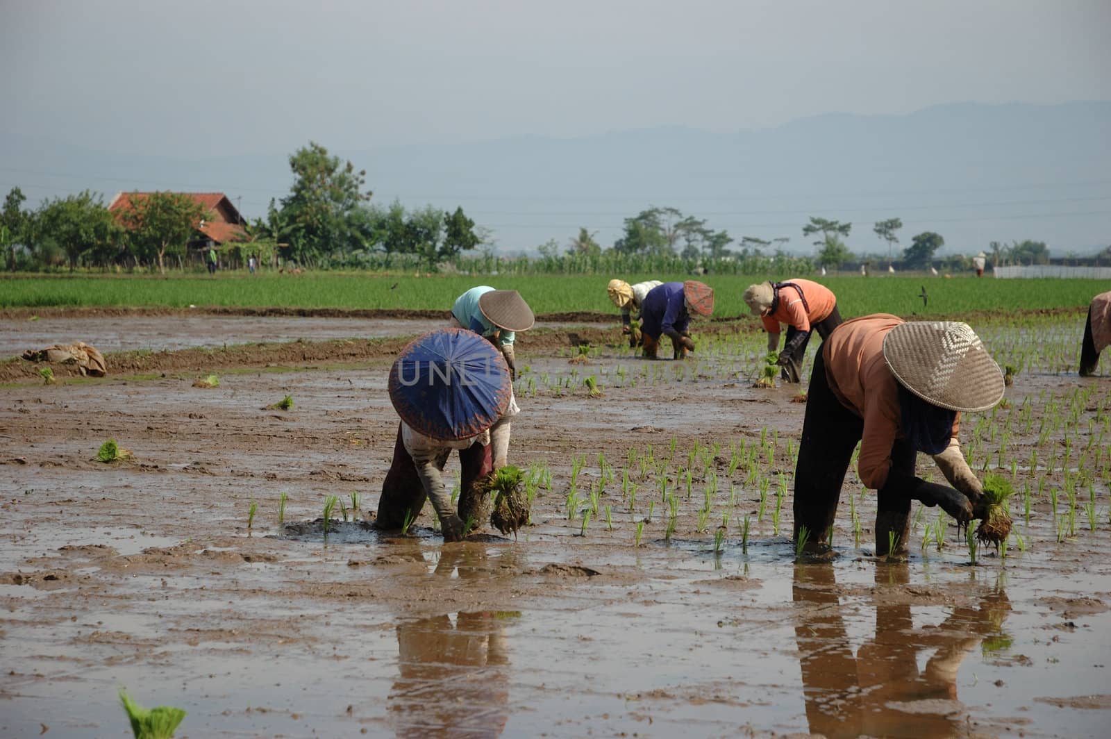 farmer get planting paddies in their own ricefield