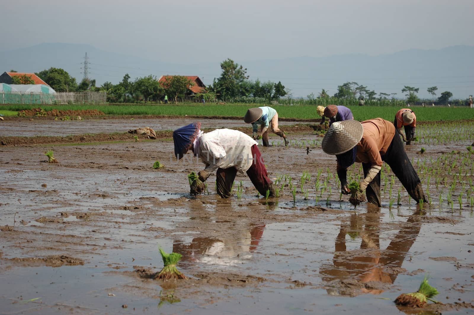 farmer get planting paddies in their own ricefield